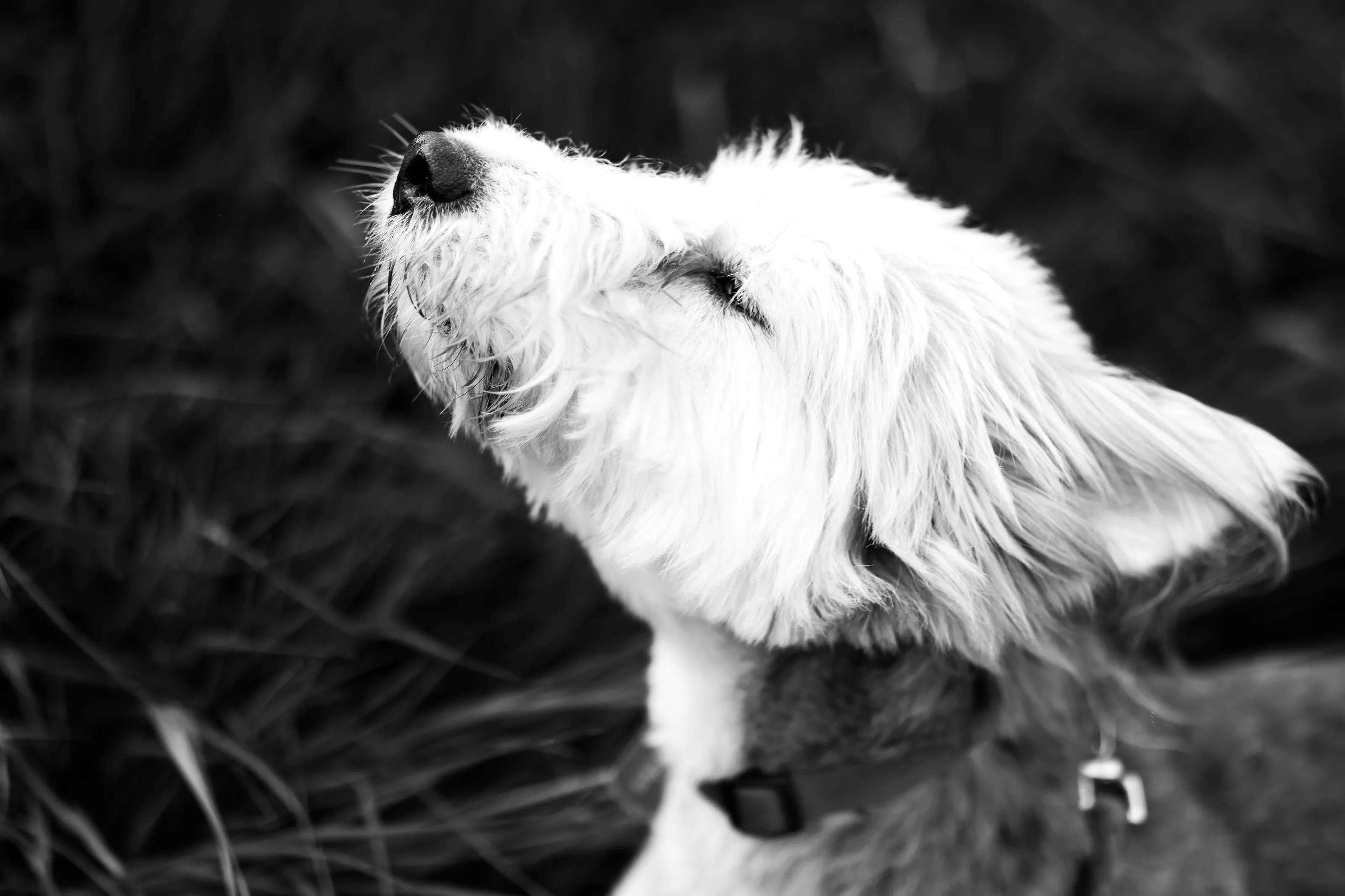 Smelling the air