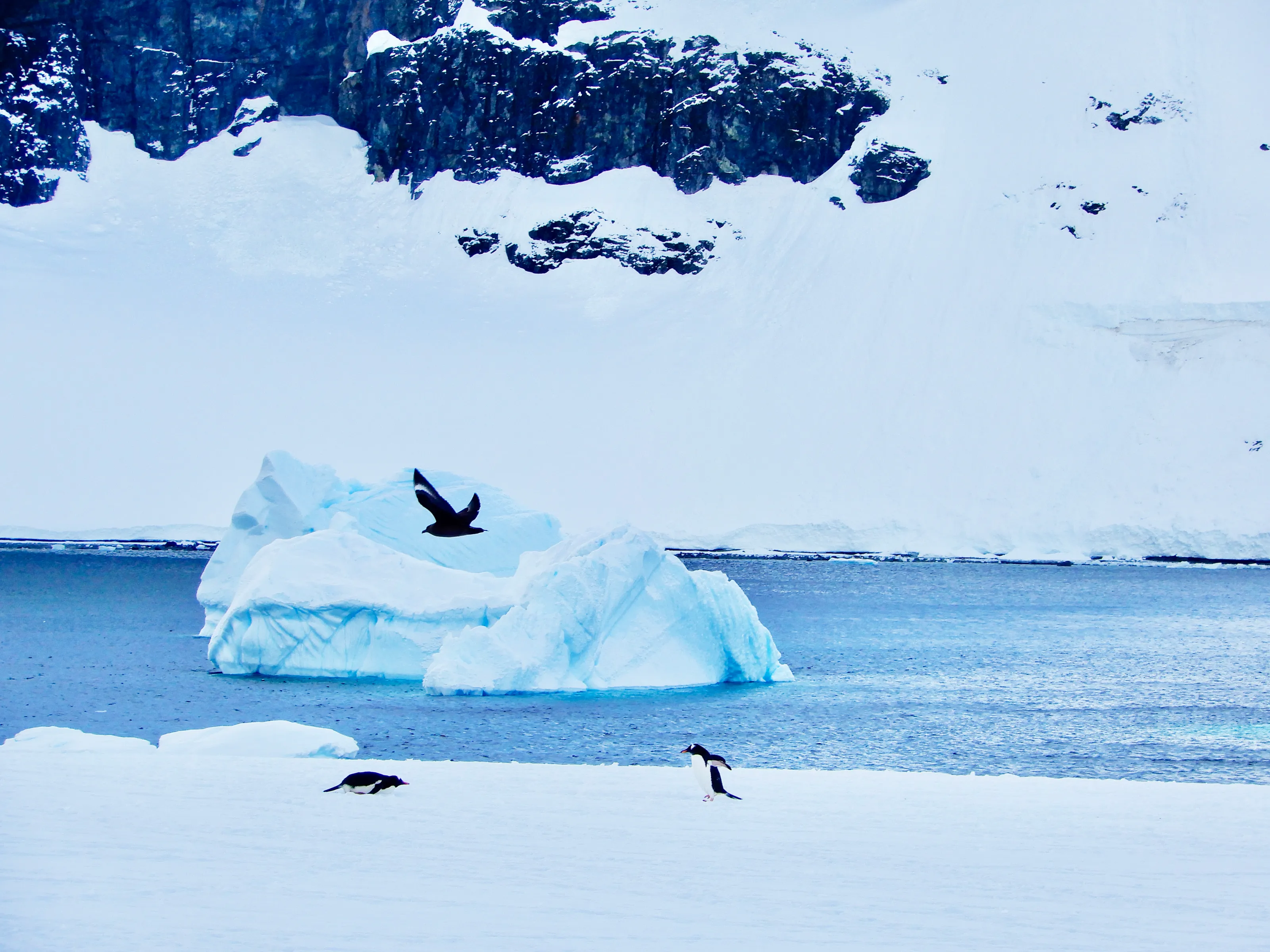 Arctic trio: Penguins and Lone Bird