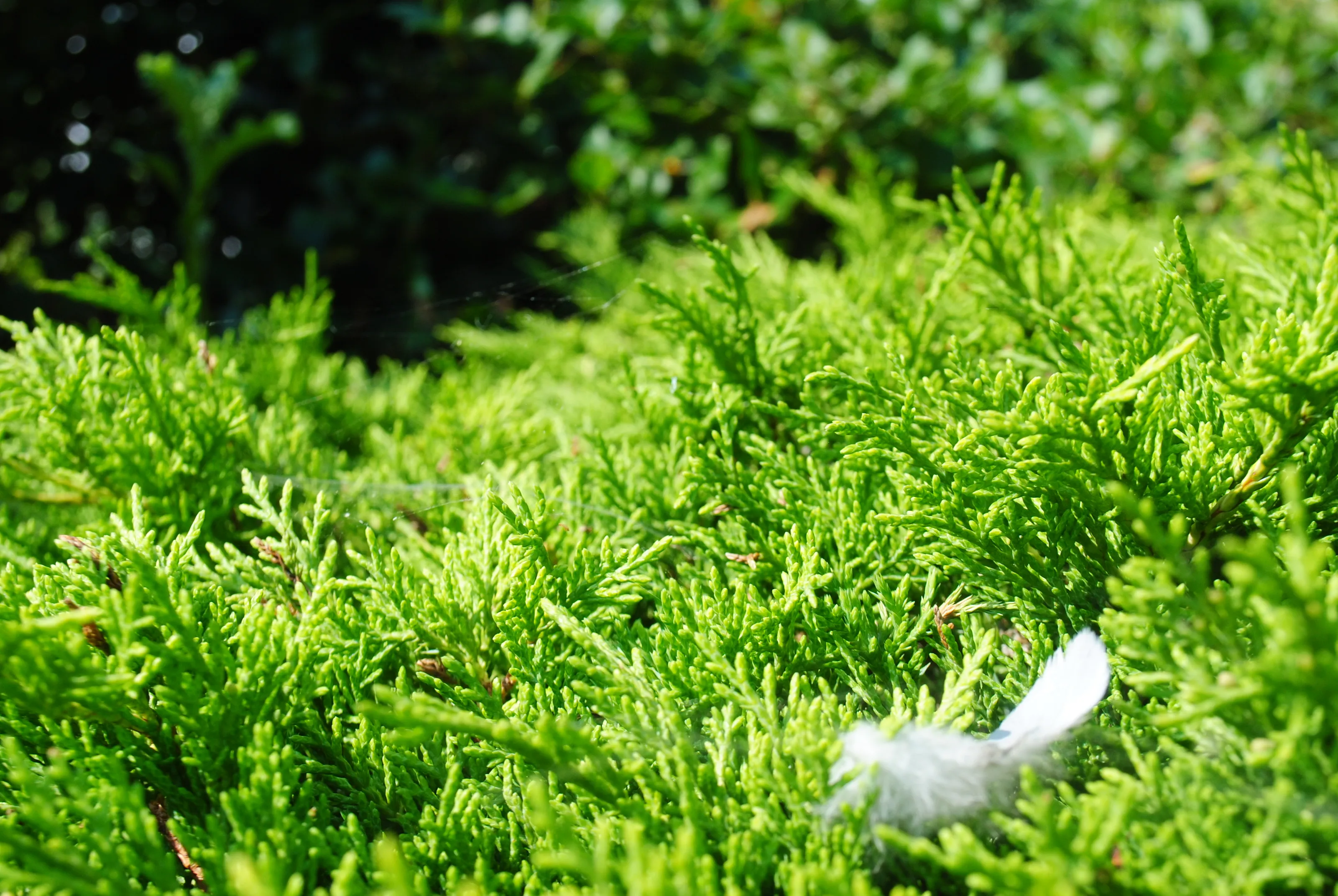 Delicate Bed For A Feather