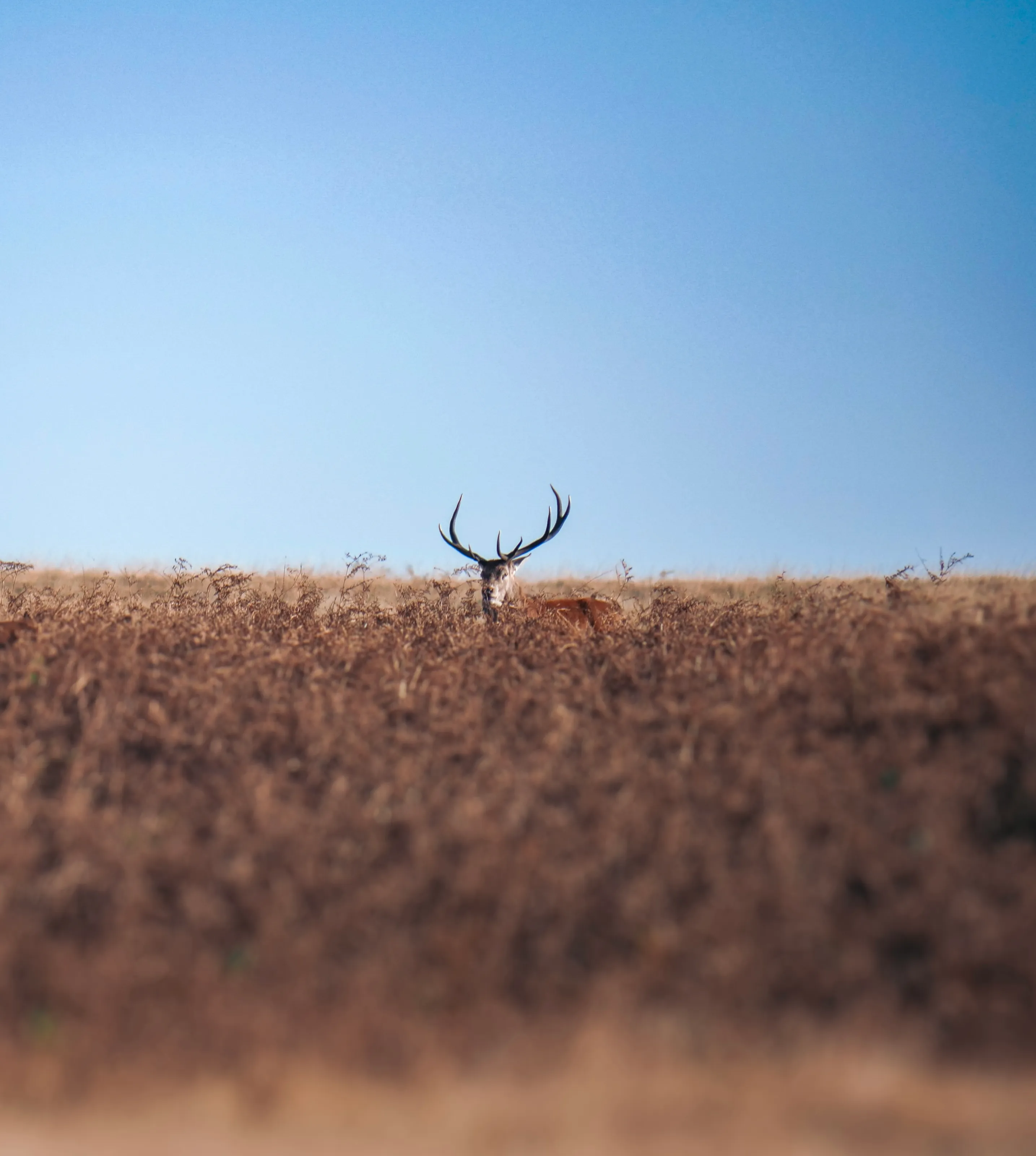 Stag among the bracken
