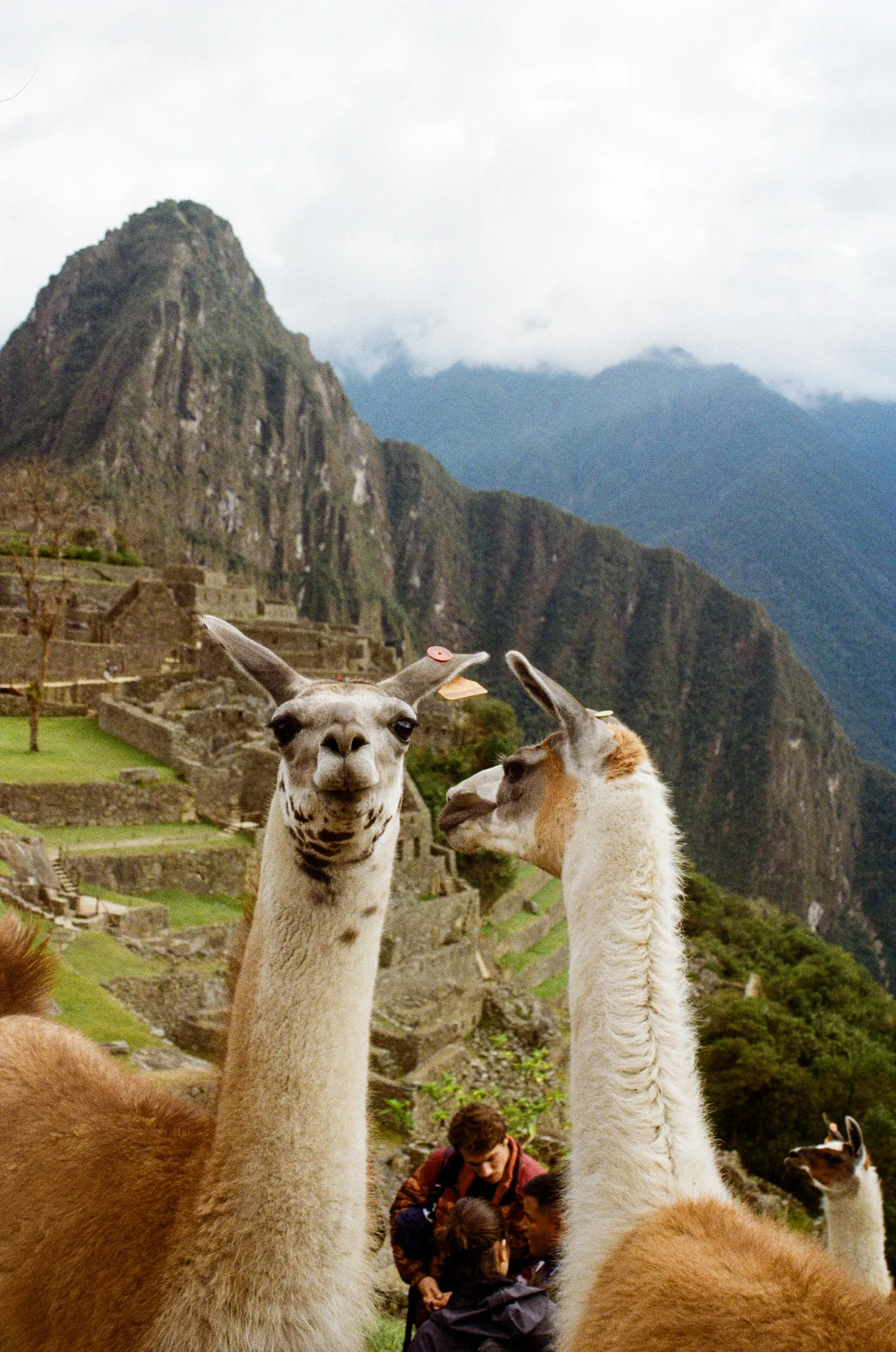 Llamas of the Lost City