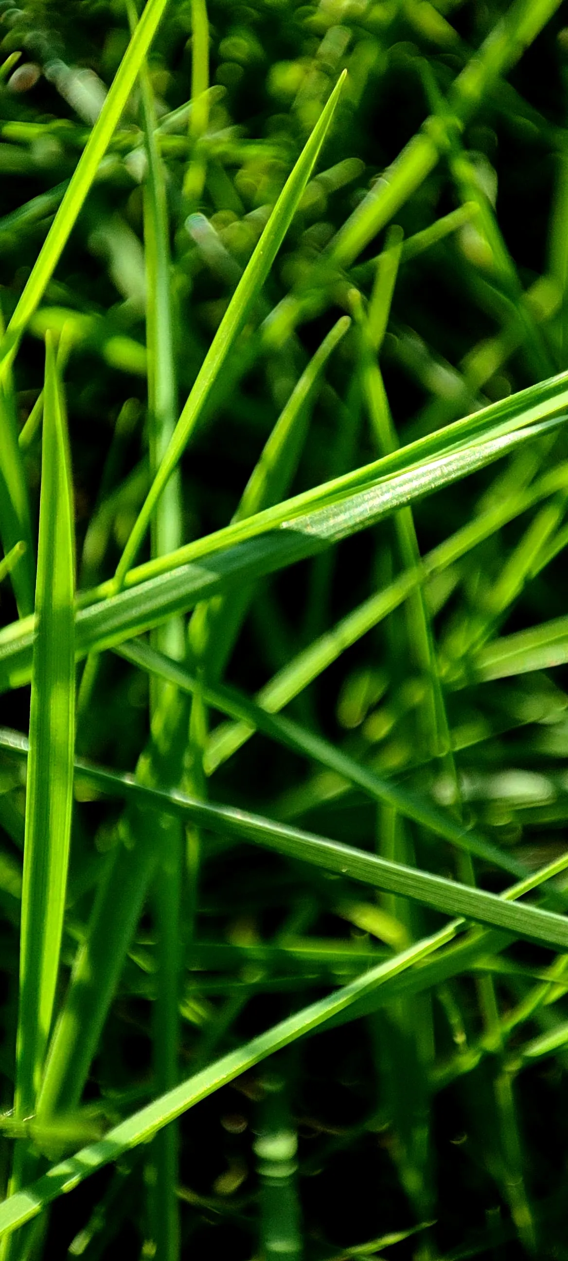 Black and Green Together (in colour)