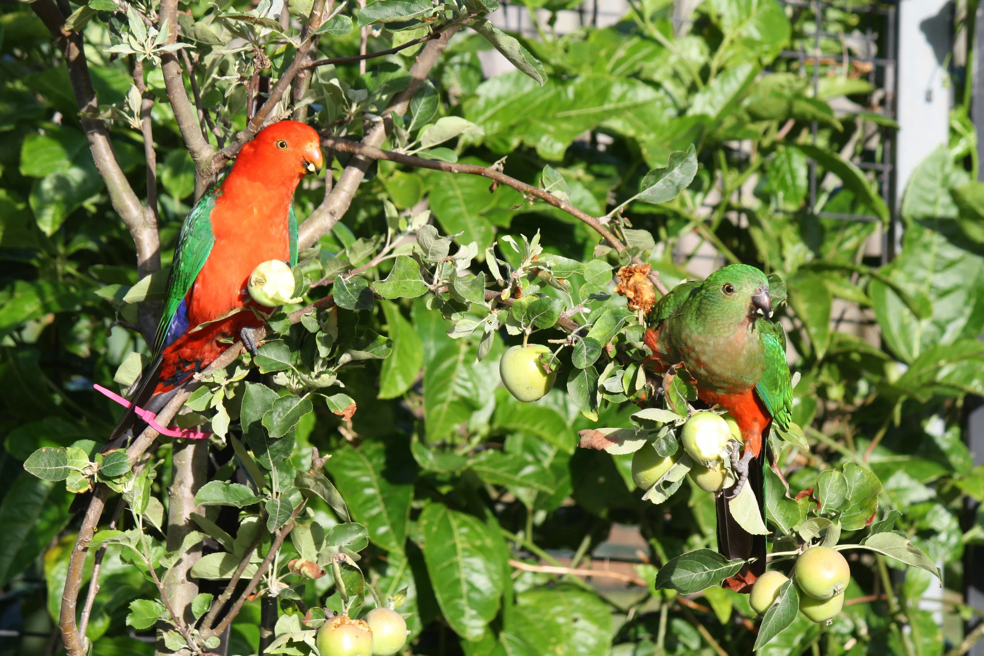 native Australian King  Parrots