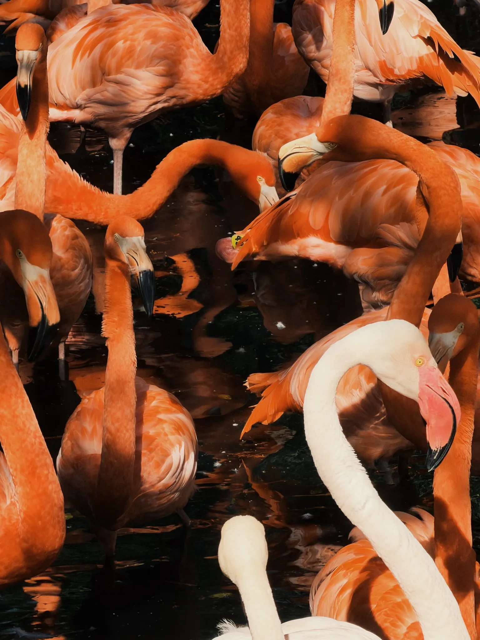 sea of flamingo