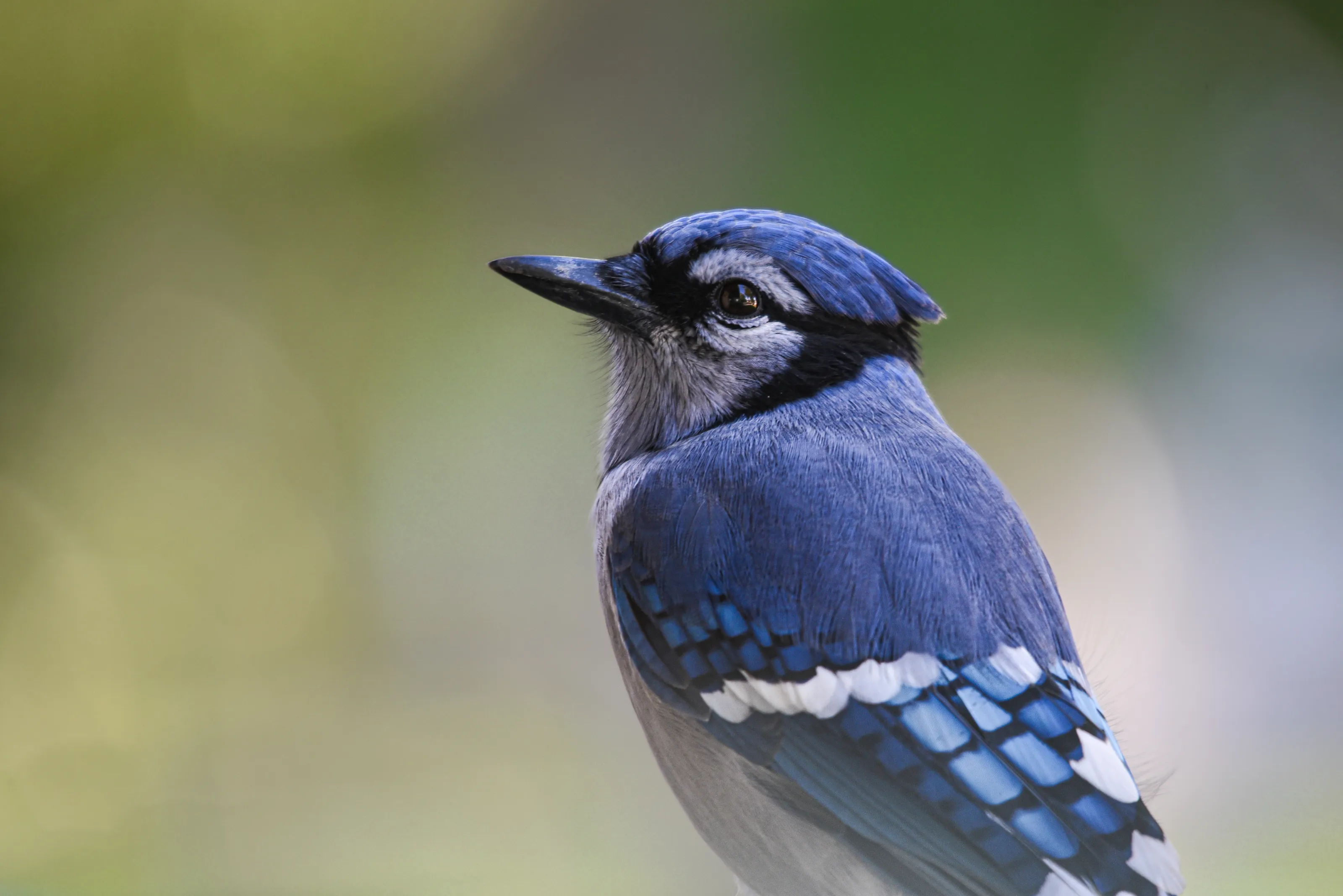 Bluejay