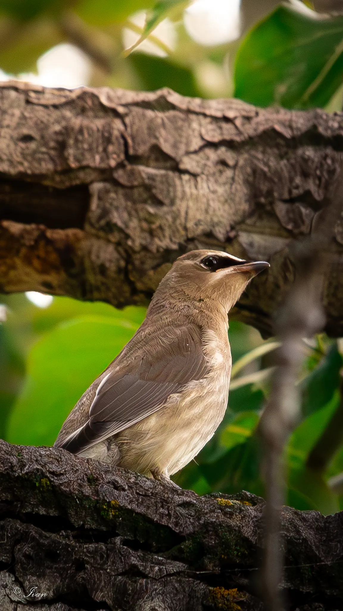 Bird in trees