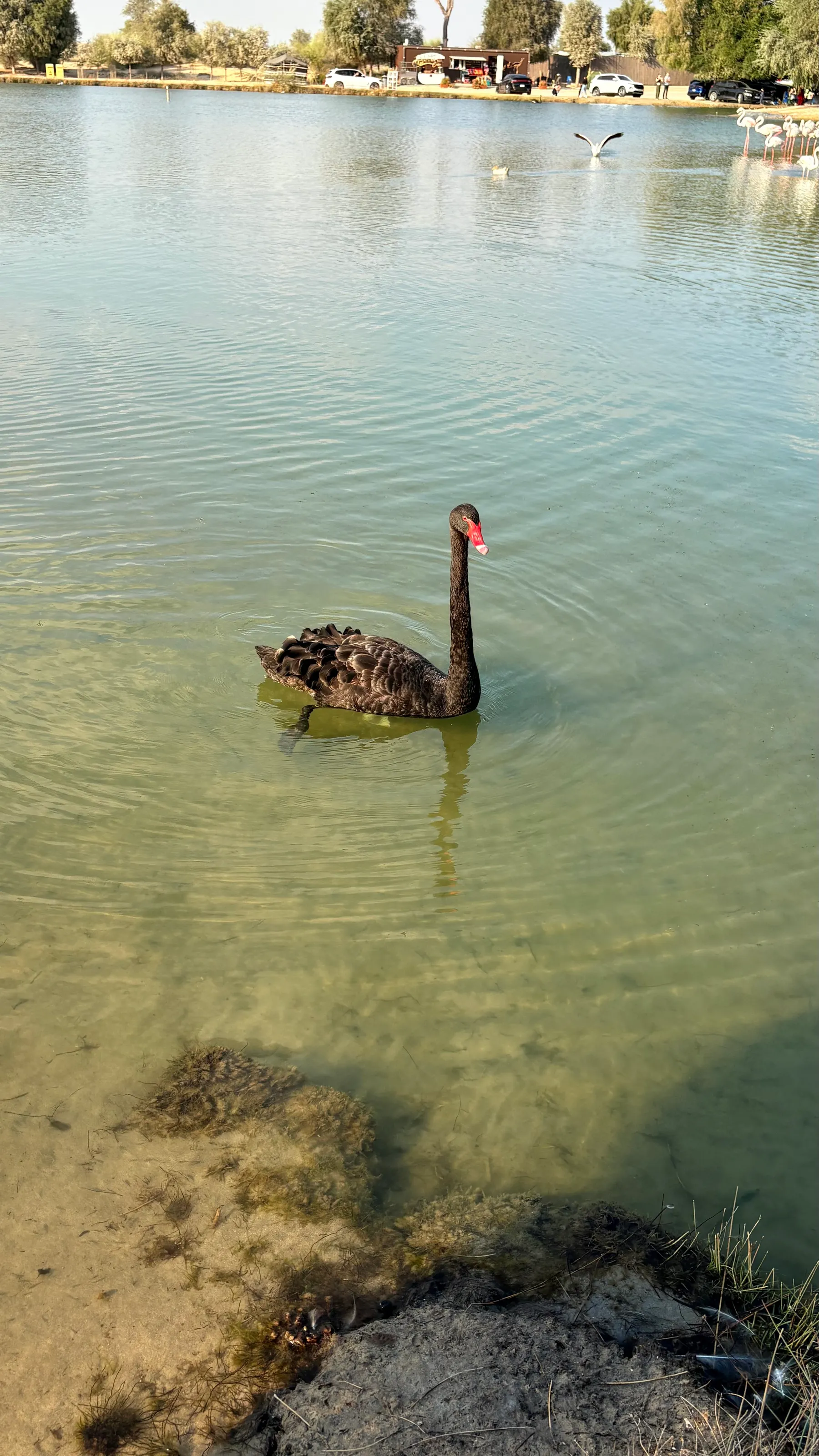 Elegant Black Swan Swimming in A Lake