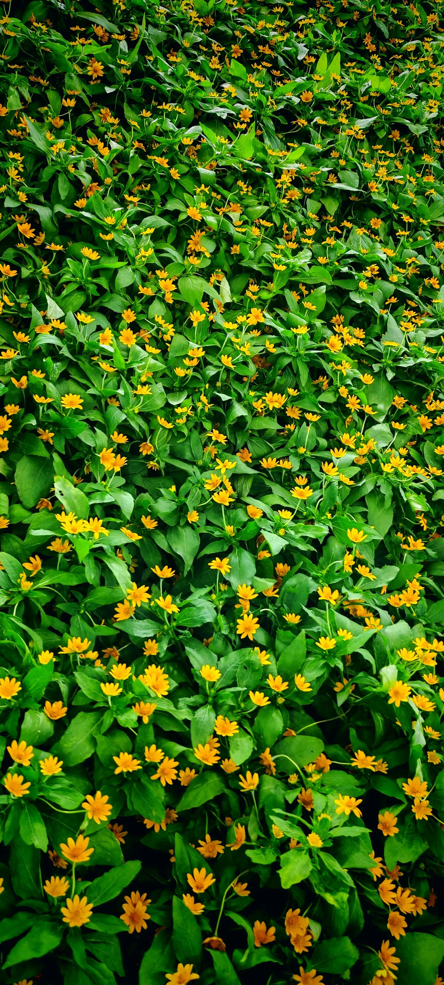 Tiny Flowers