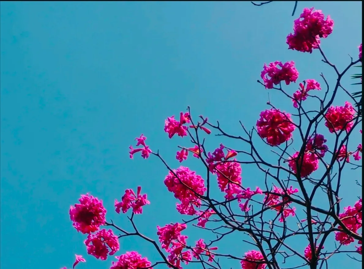 Pink and Blue Together
