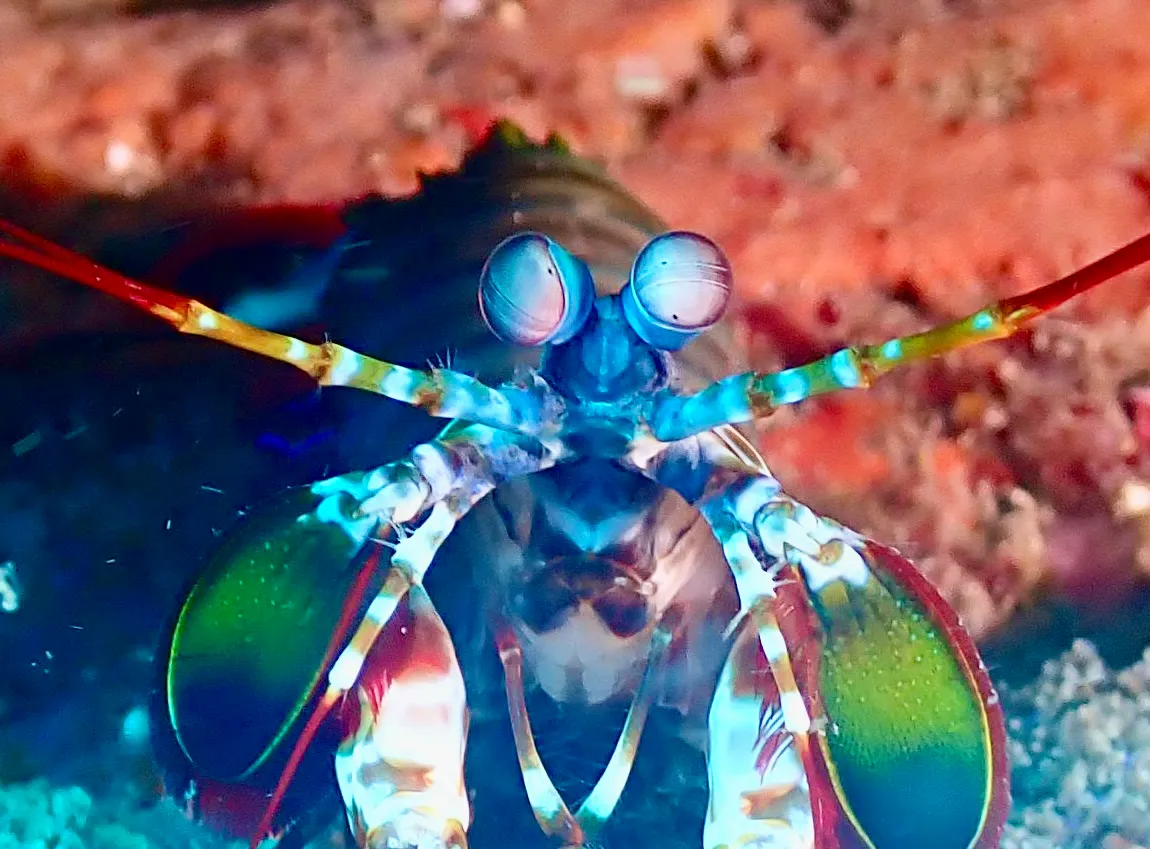 Underwater Ocean Crustaceans (in colour)