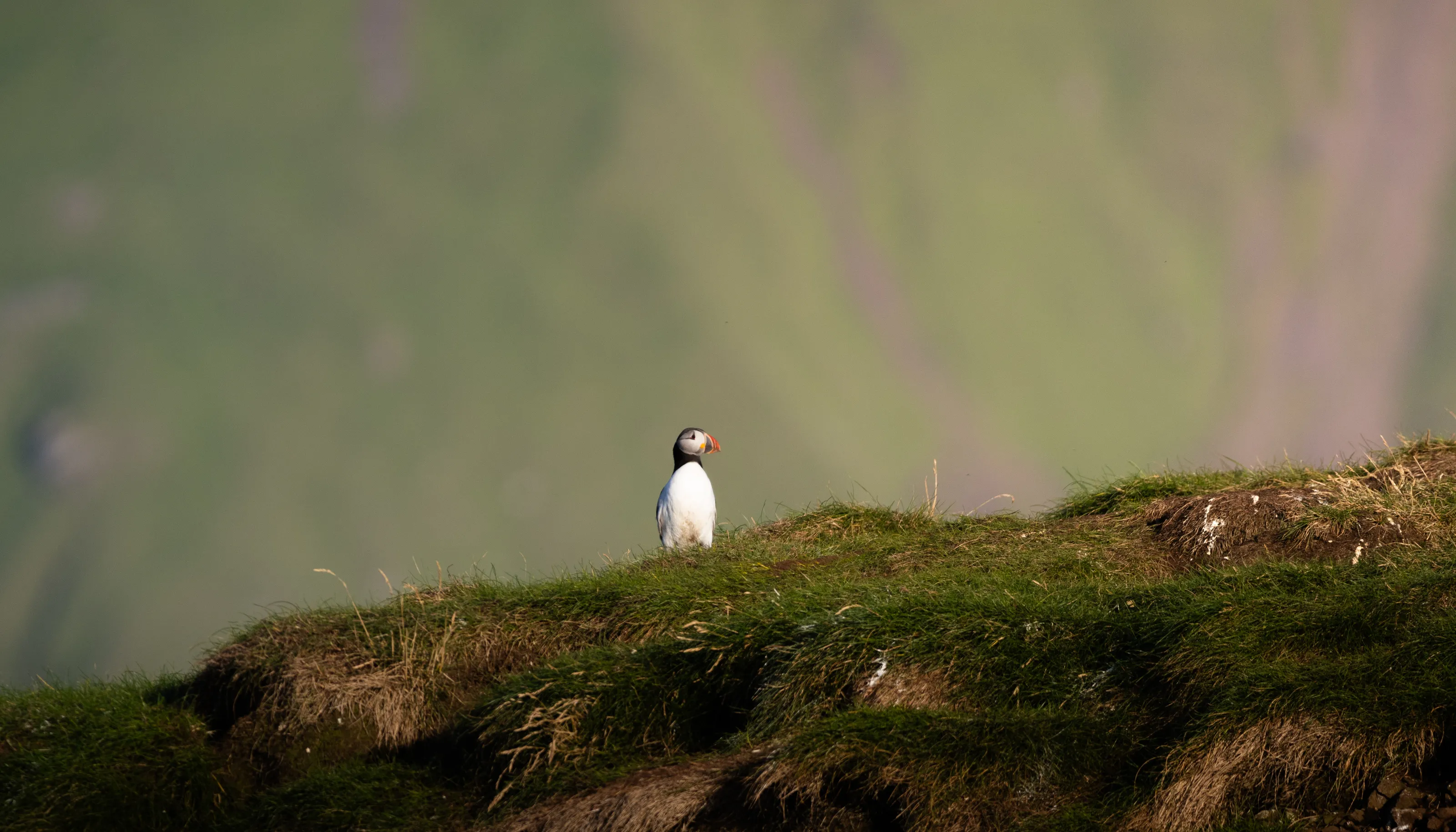 Lone Puffin of Canna