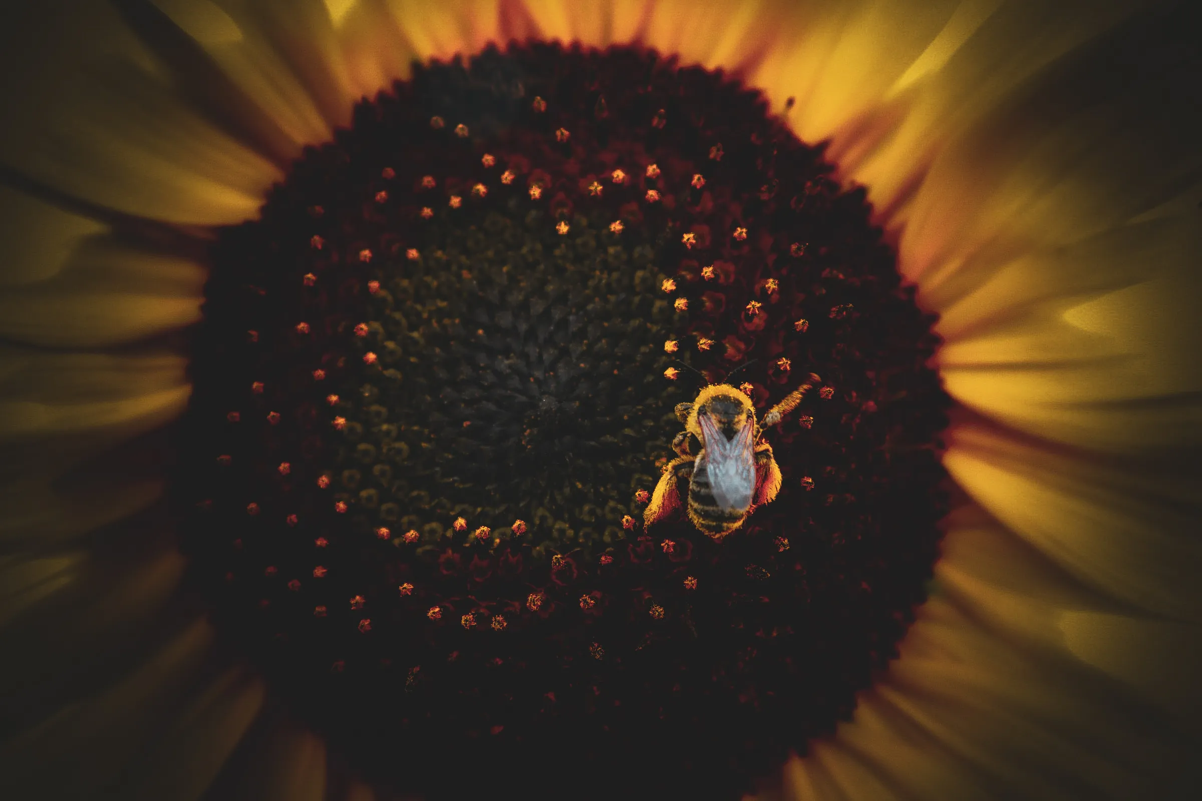 Honeybee