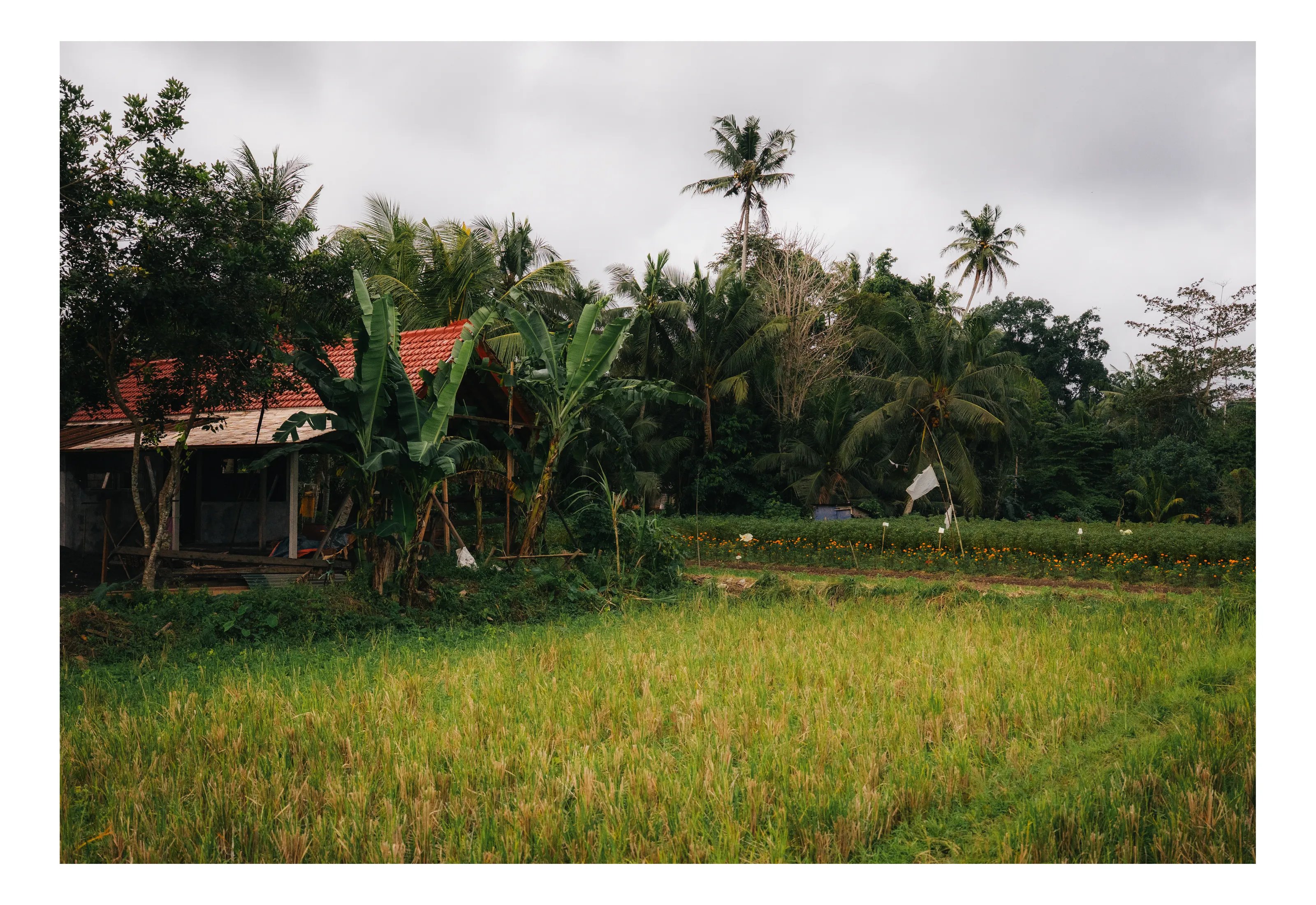 Fields of Bali