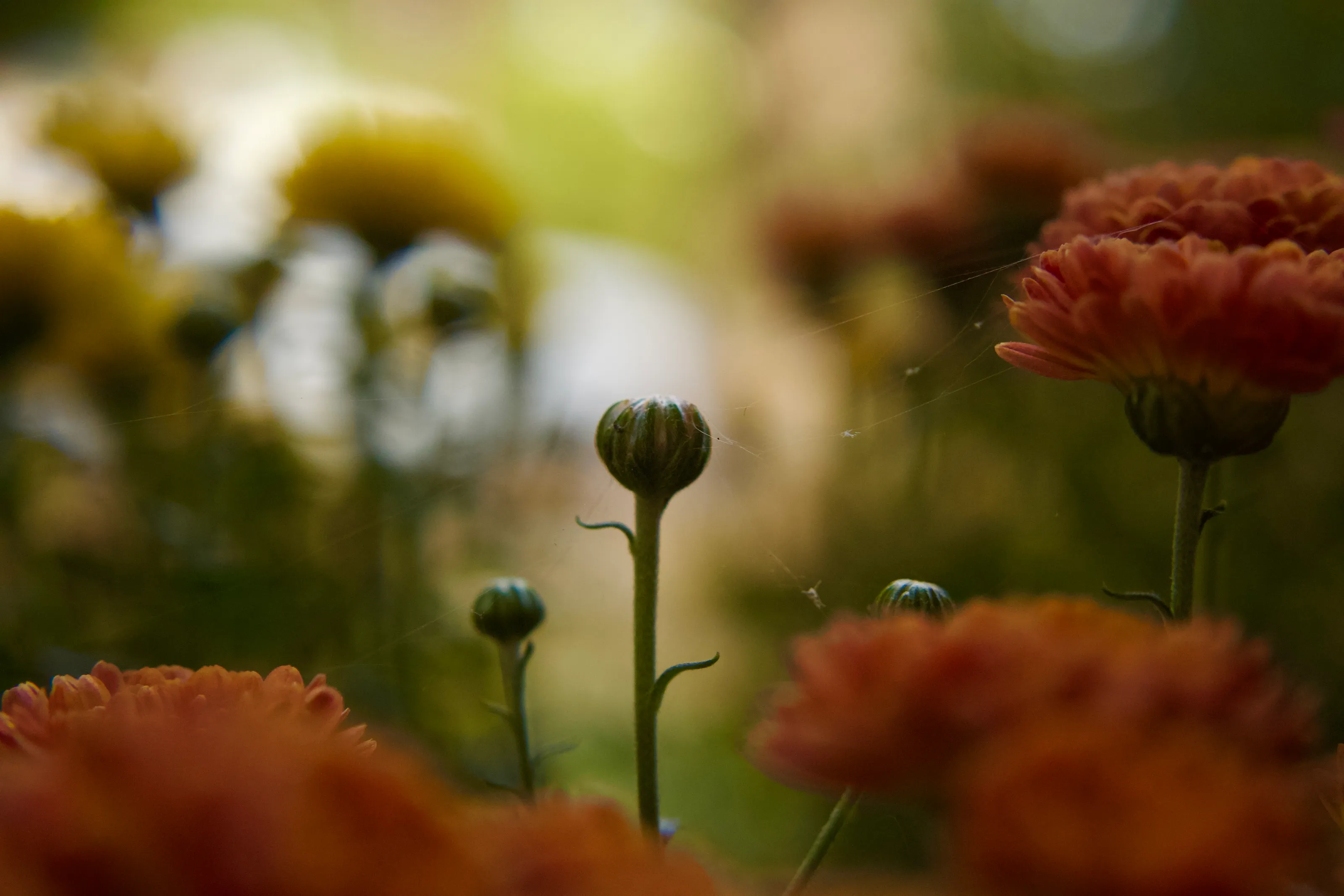 Un bloomed bulb
