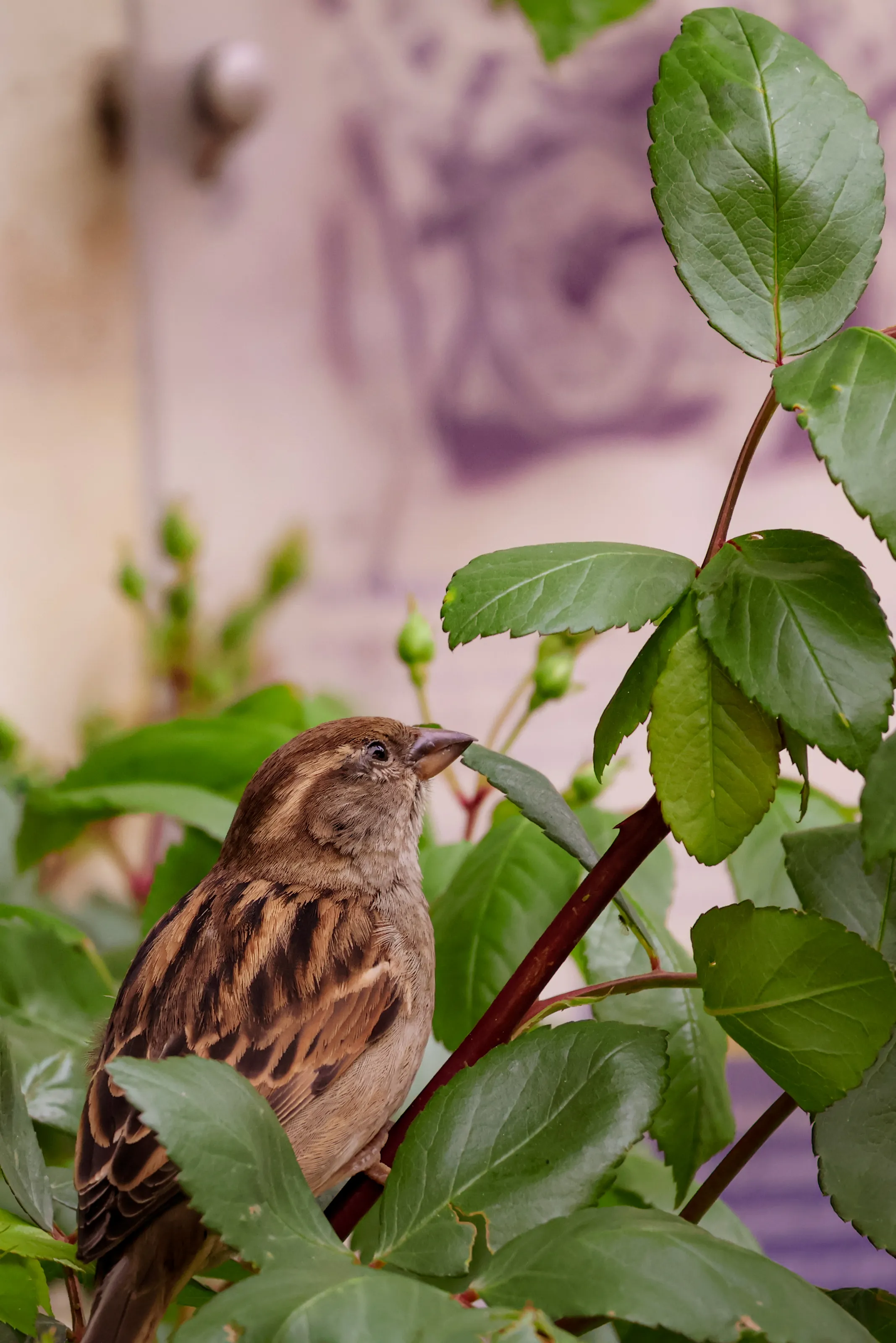 Little bird