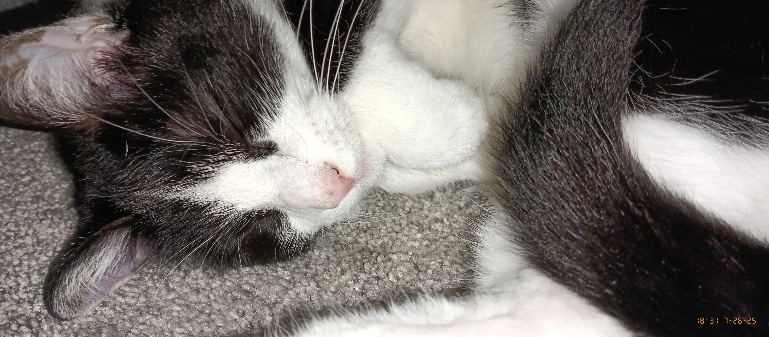 The Turbo sleeps