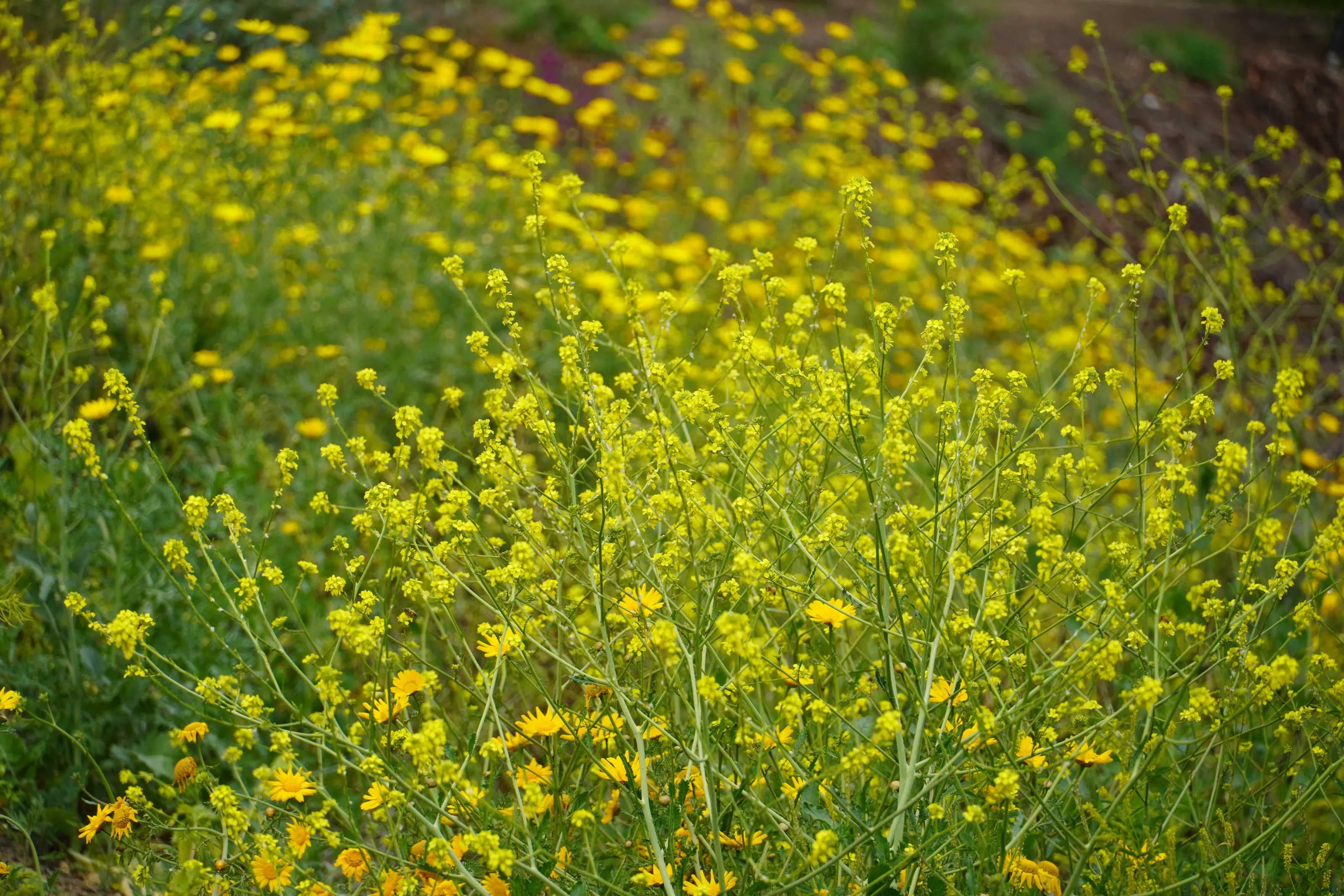 mustard  flowers