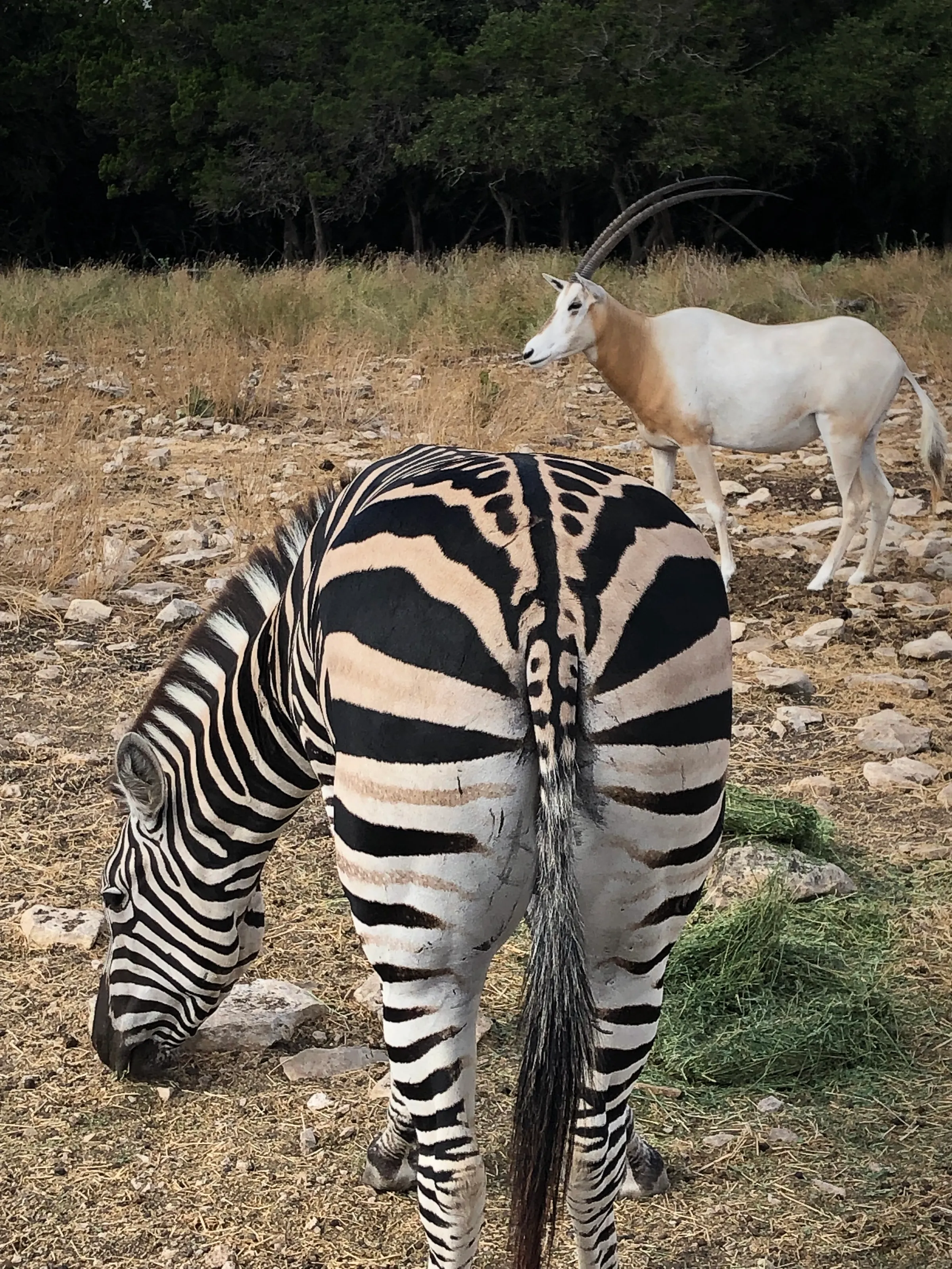 Z is for zebra