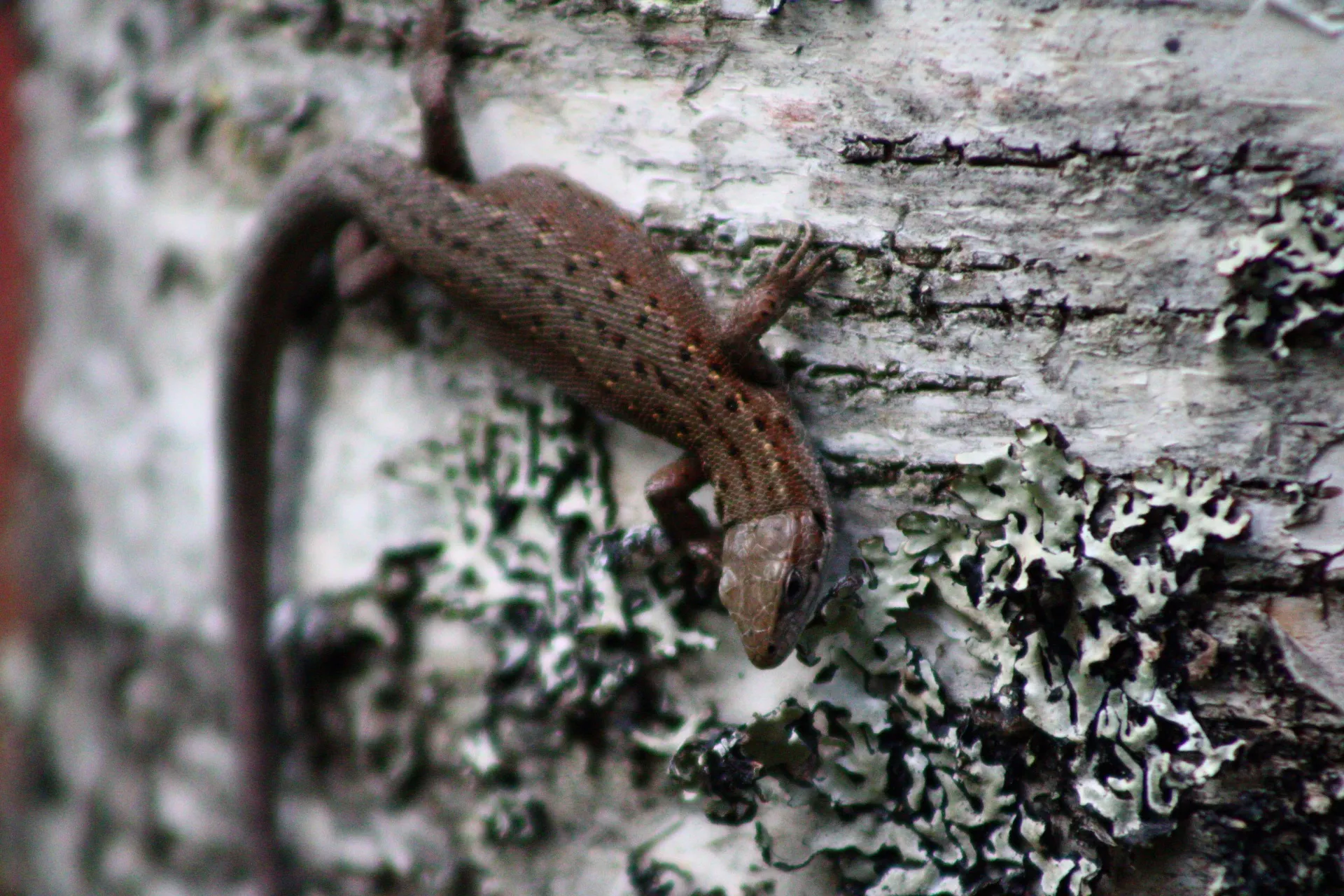 Birch camouflage