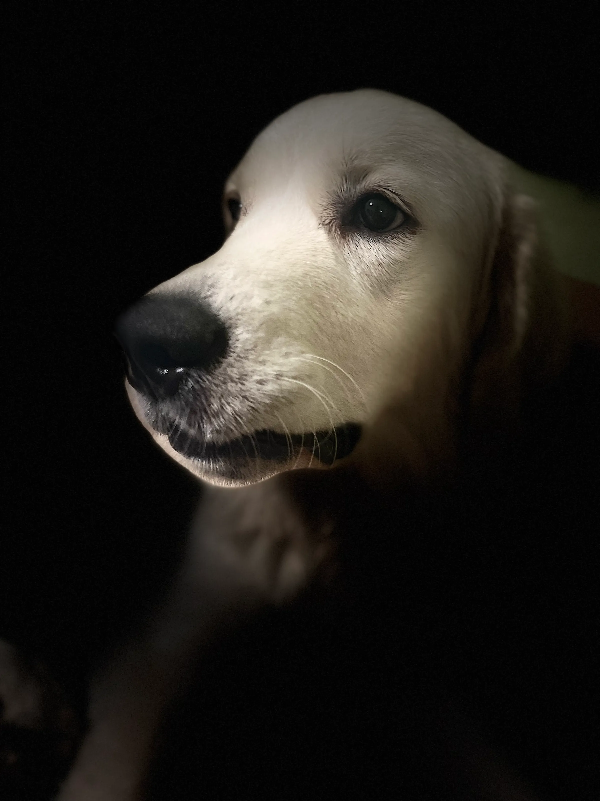 Winston