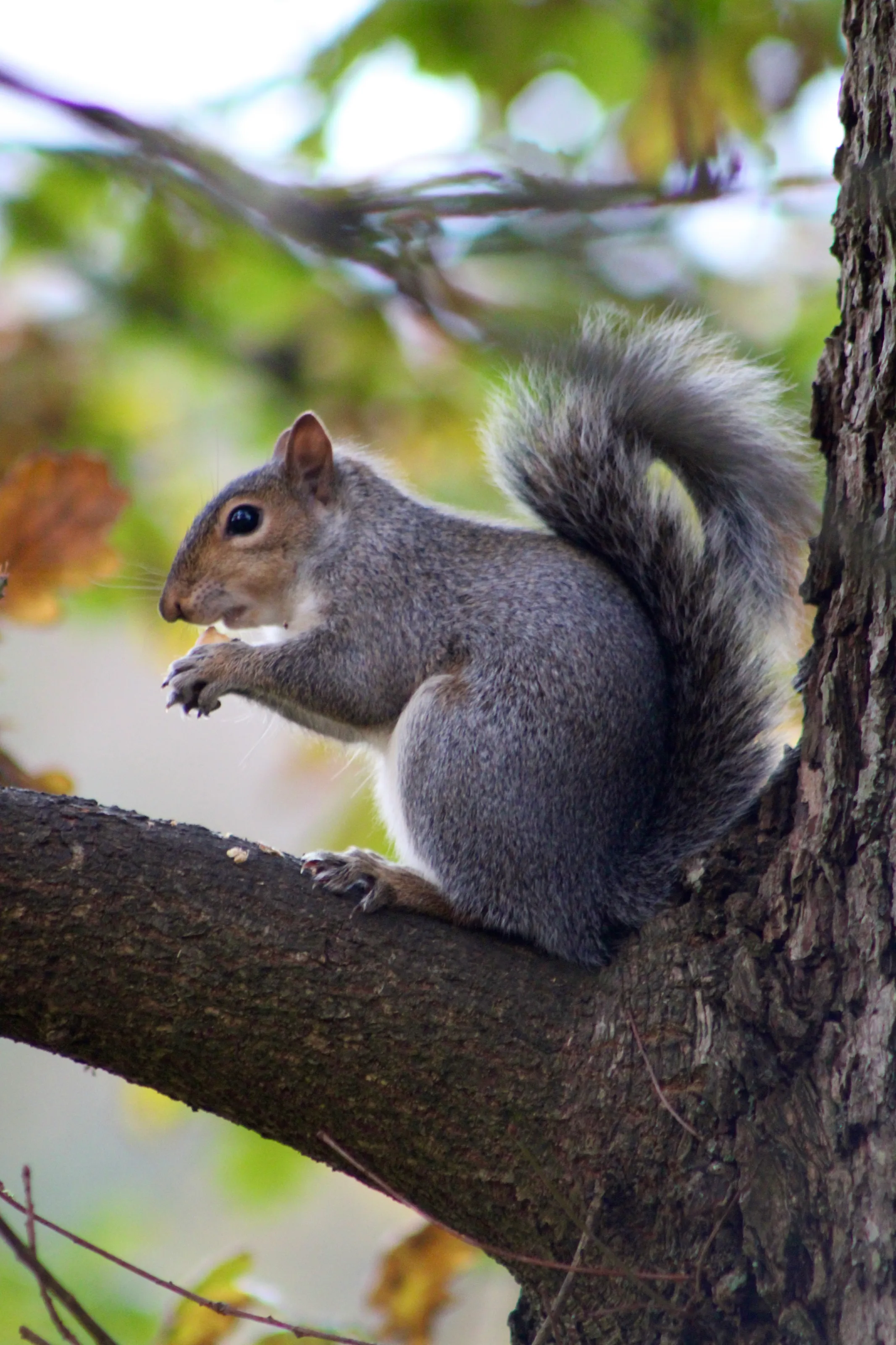 Squirrel in the park