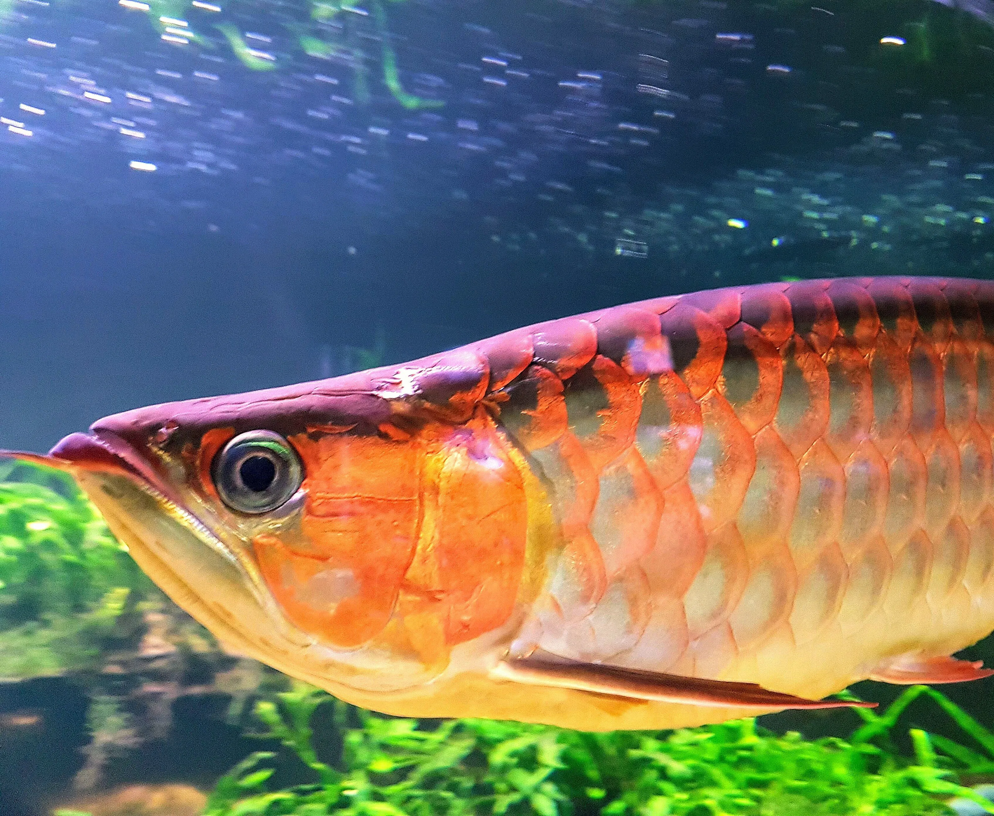 Fish in an Aquarium (in colour)
