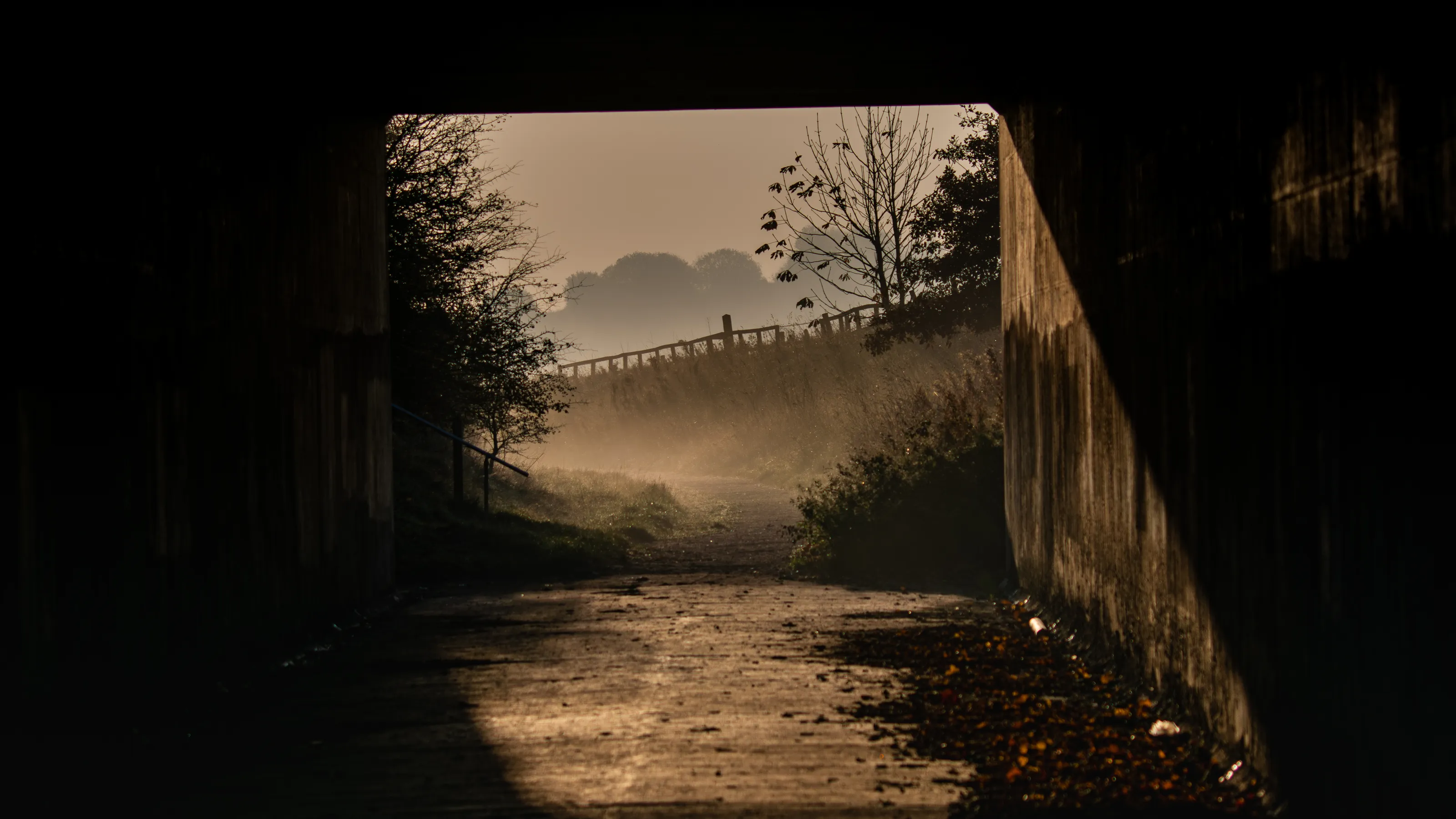 First Light in the Fog
