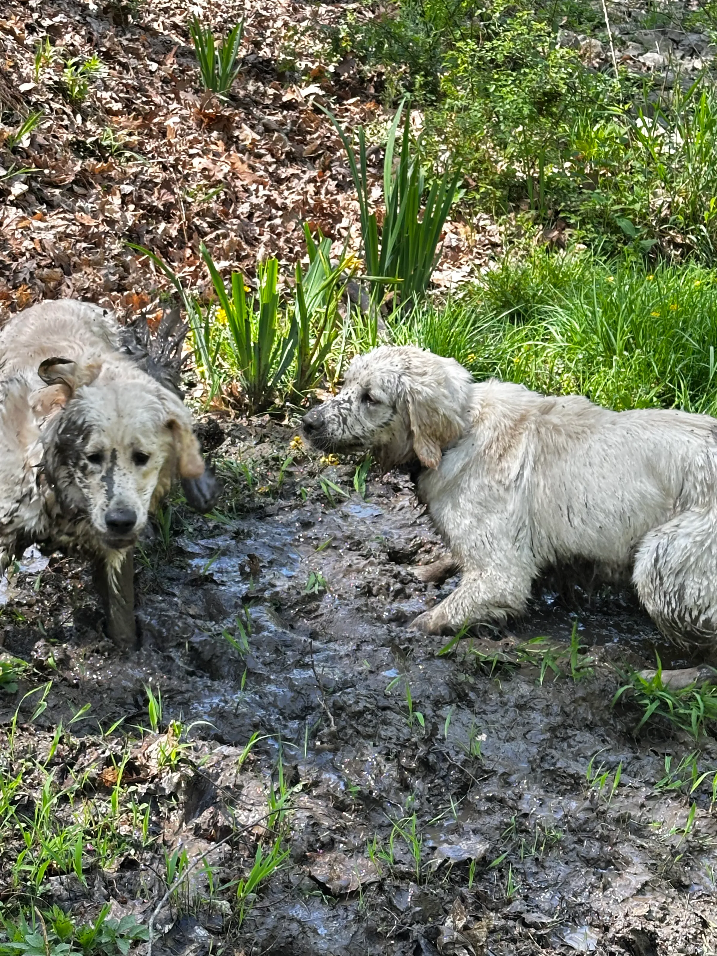 Dogs in Nature