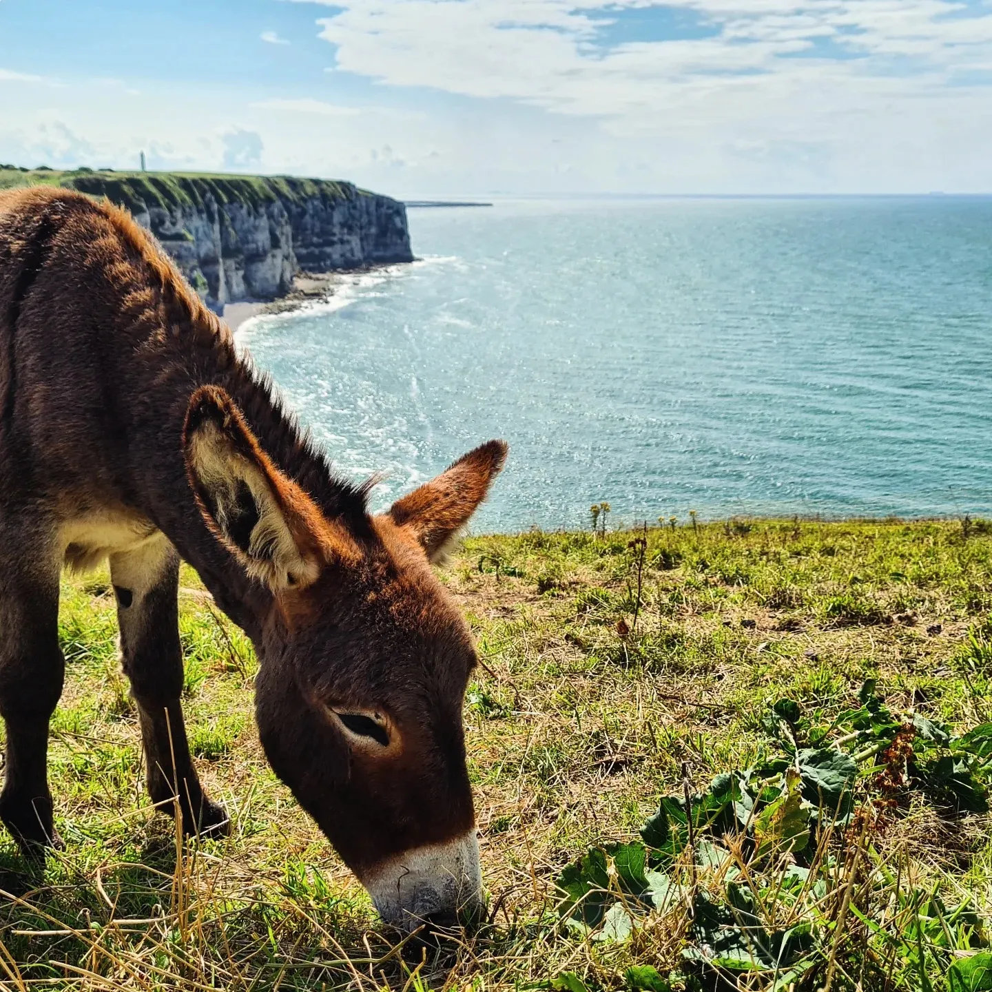 Etretat's donkey
