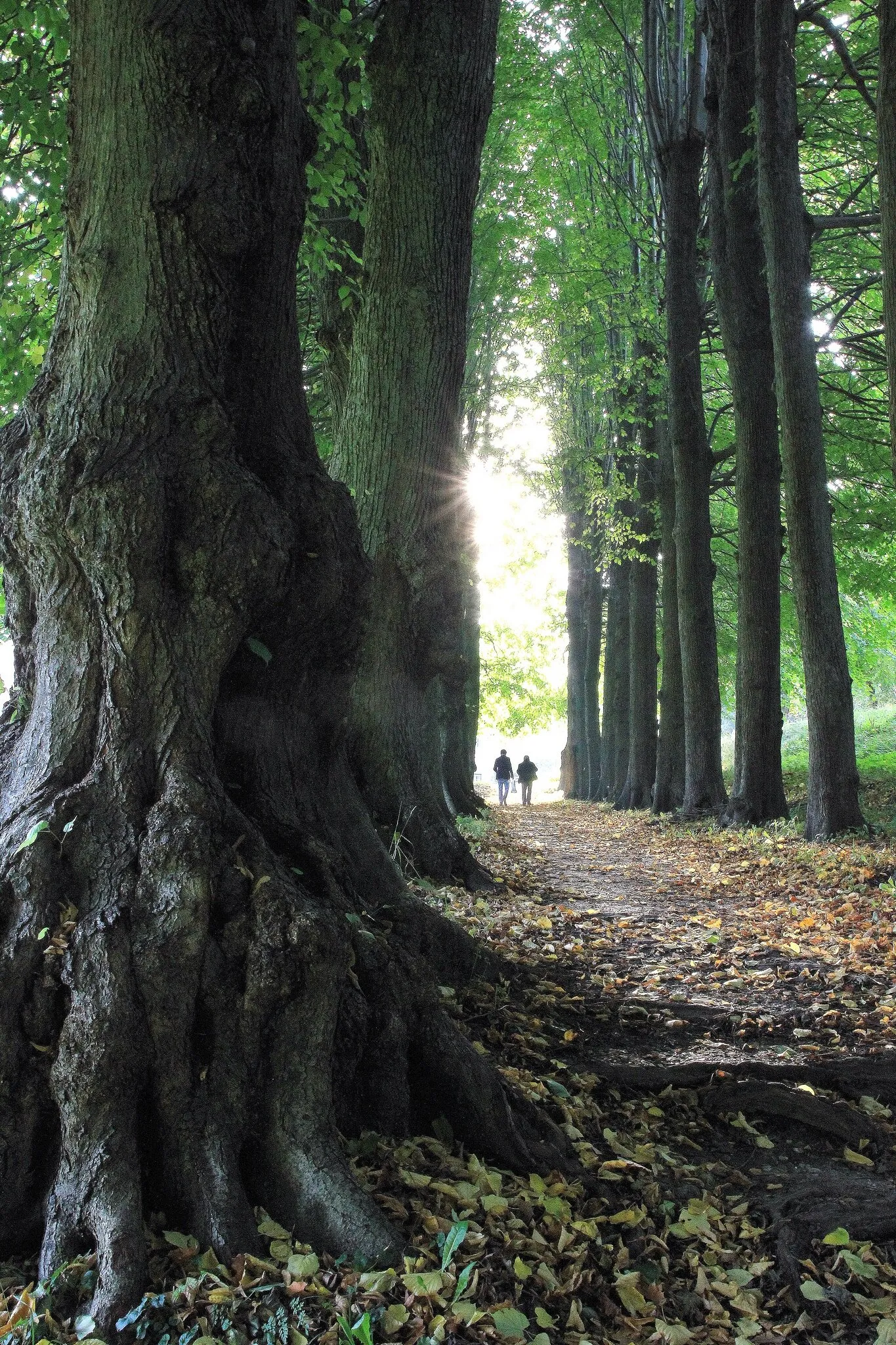 Big trees at Aarhus, Denmark