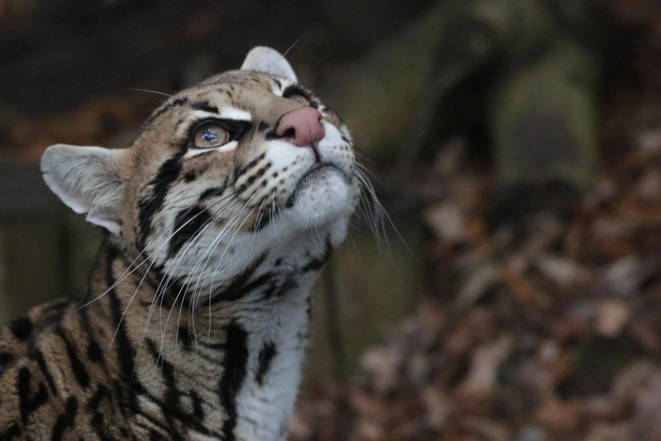 Ocelot Dreaming