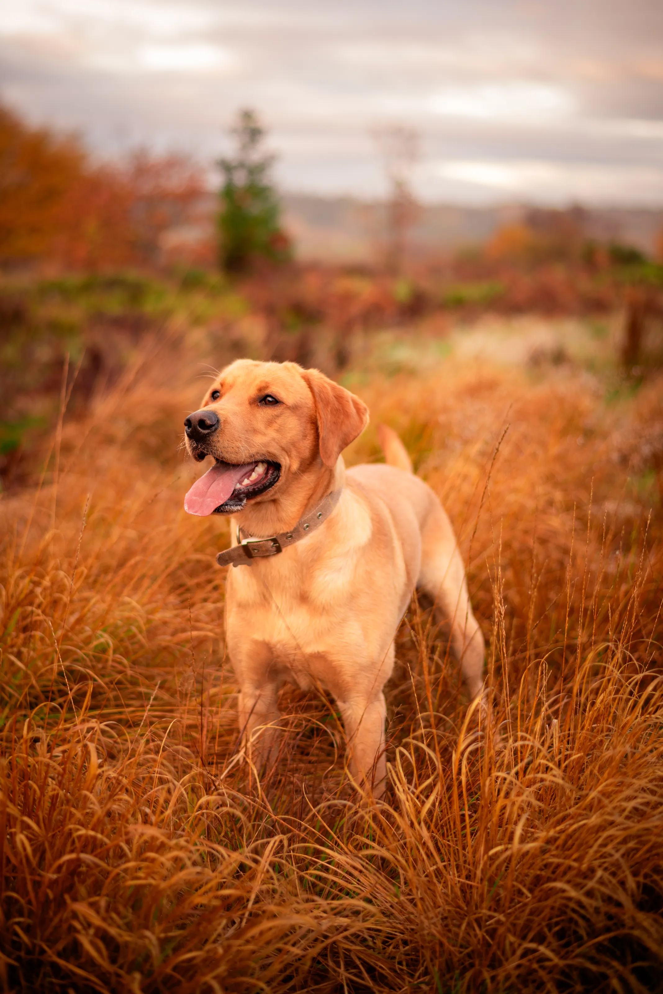The Golden Hour