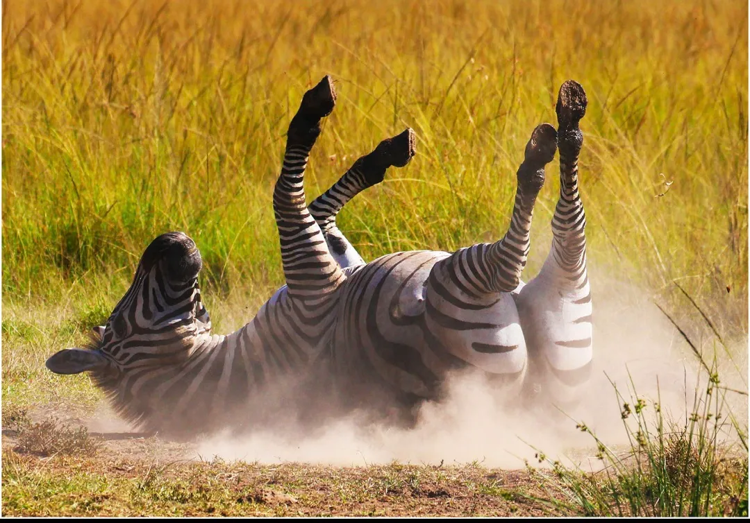 zebra rolling