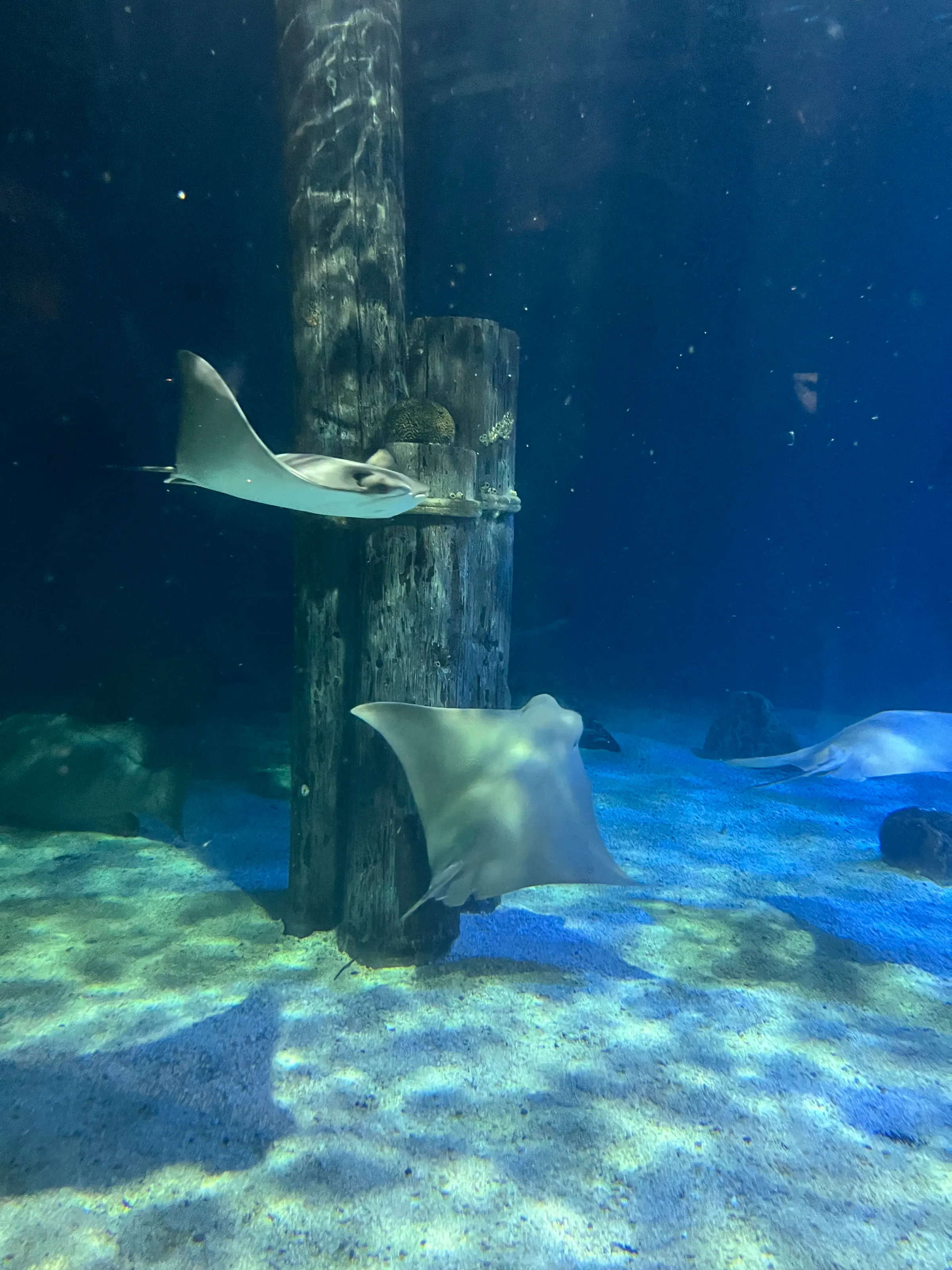 Sting Ray Portrait