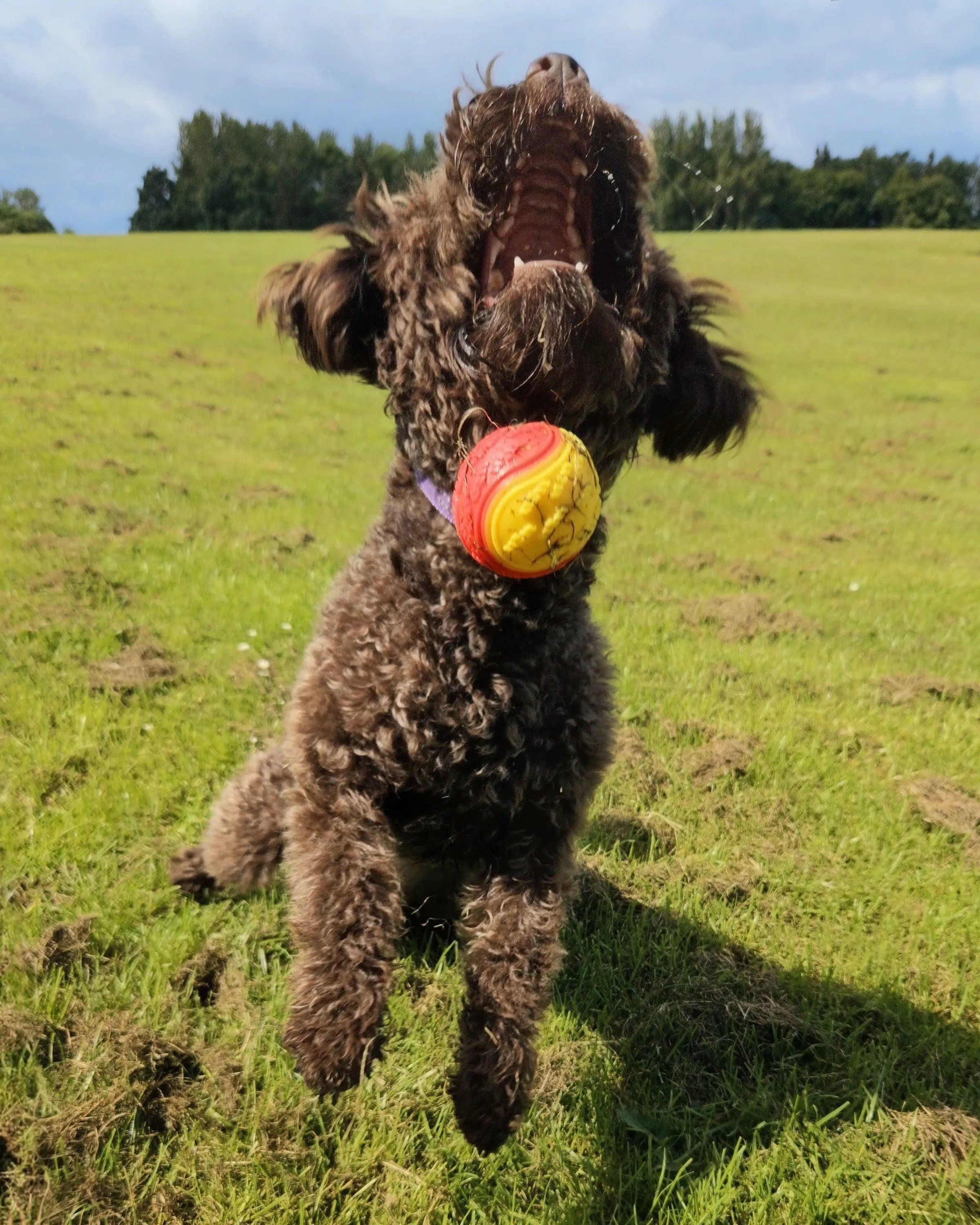 Where did the ball go