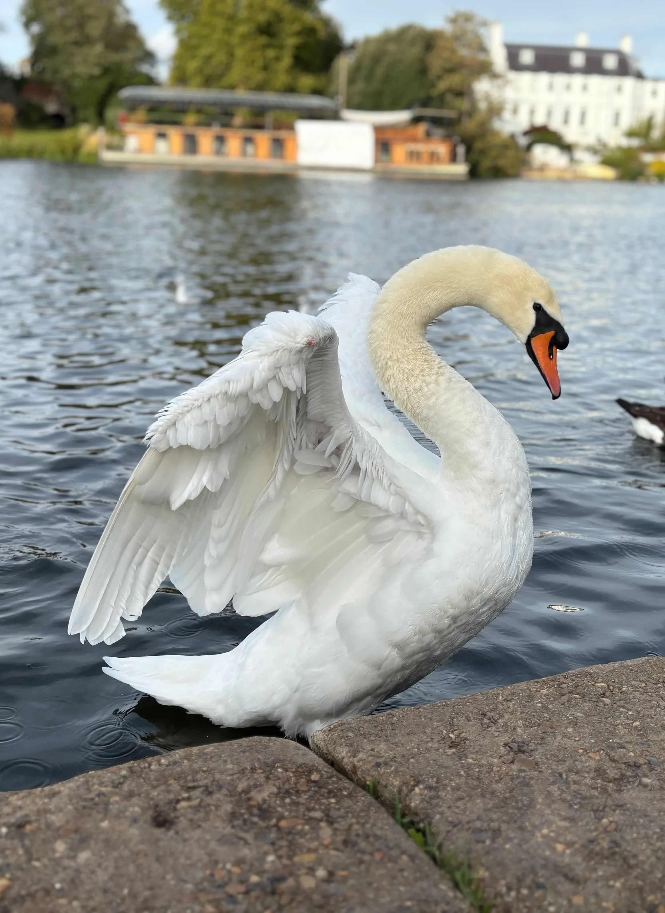 Swan
