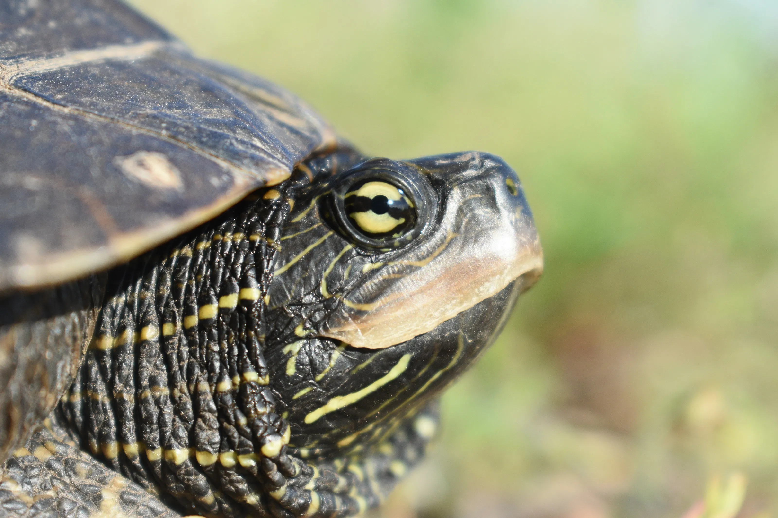 Turtles