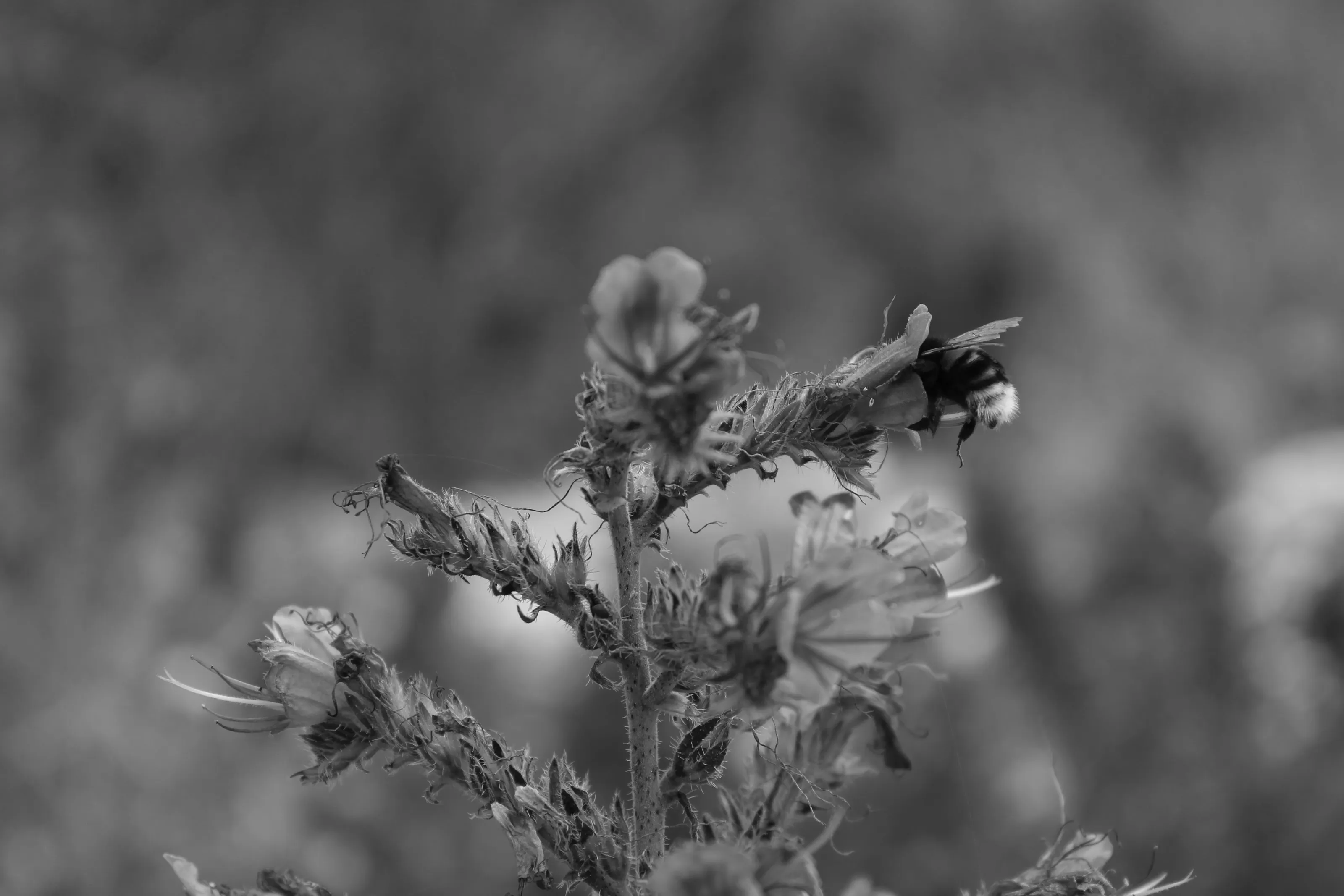 Peeking for Pollen