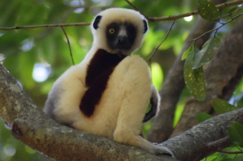 Ankarafantsika Shot