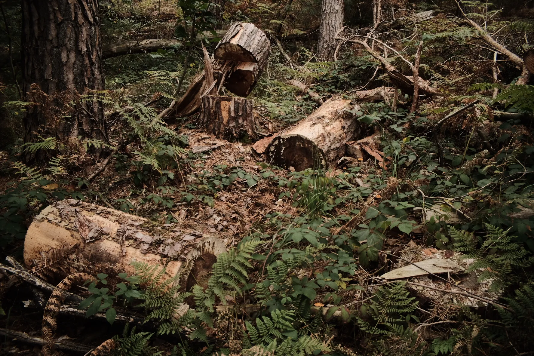 Forest mess