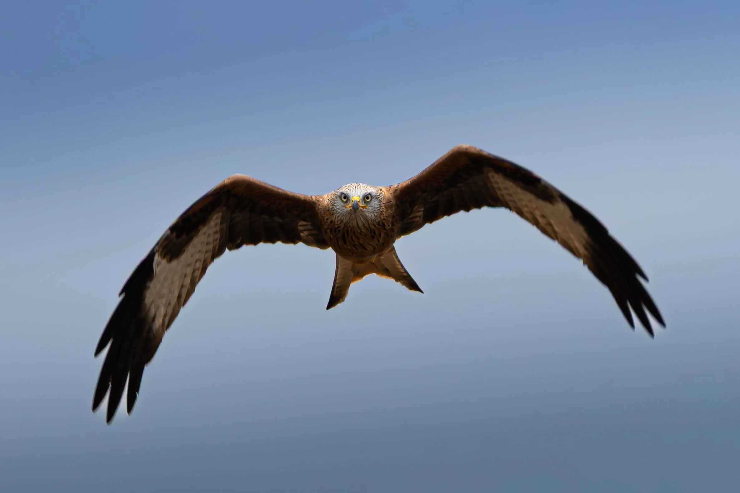 Red Kite