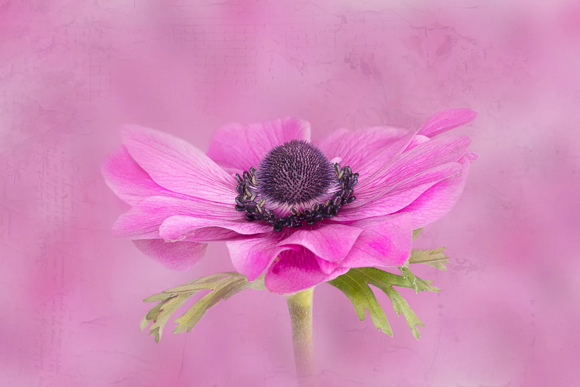 Anemone