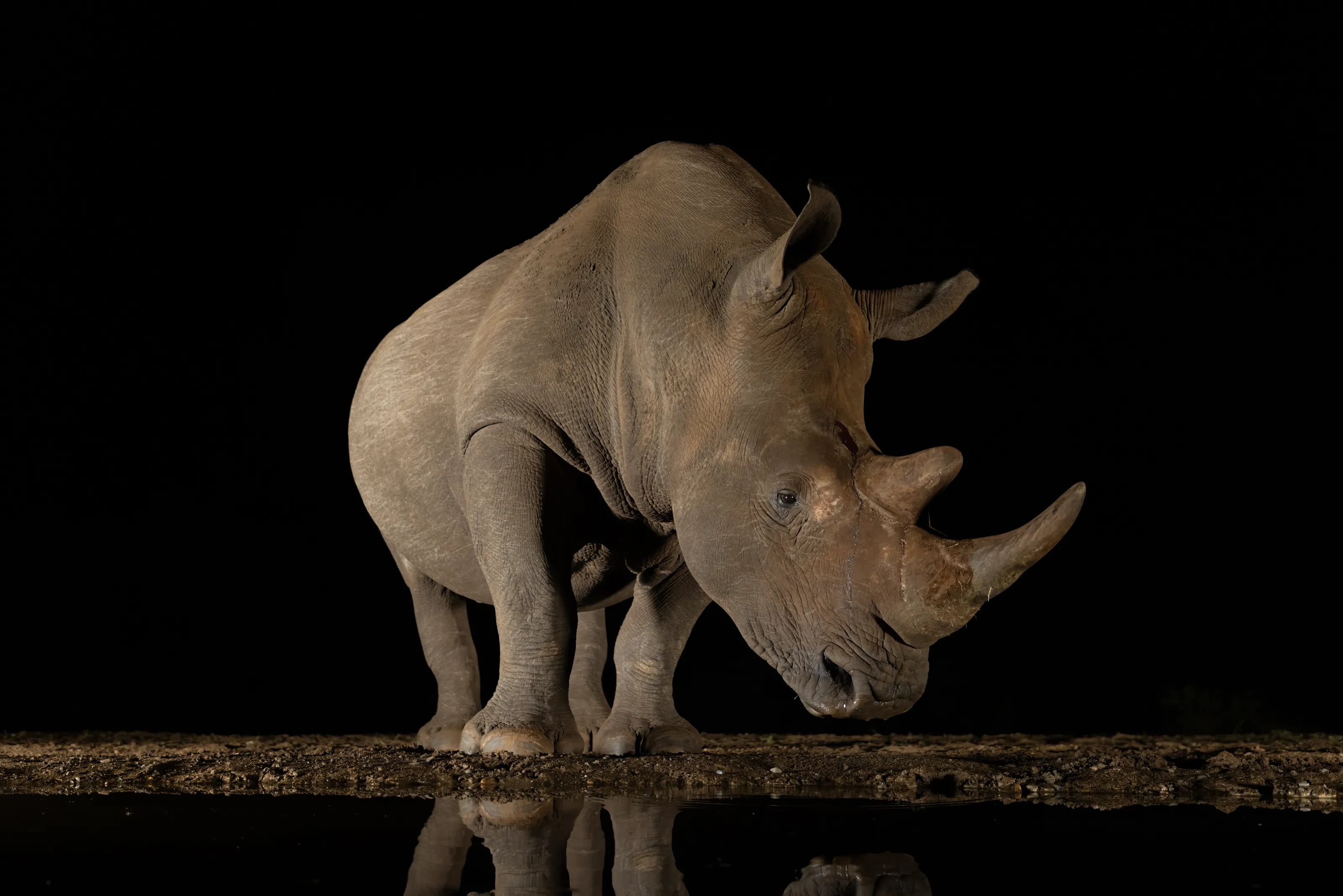 Rhino at waterhole