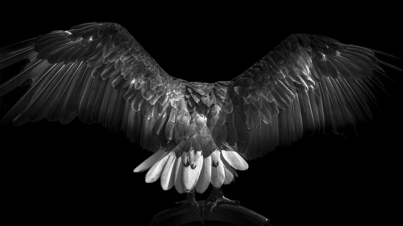 Black and white eagle