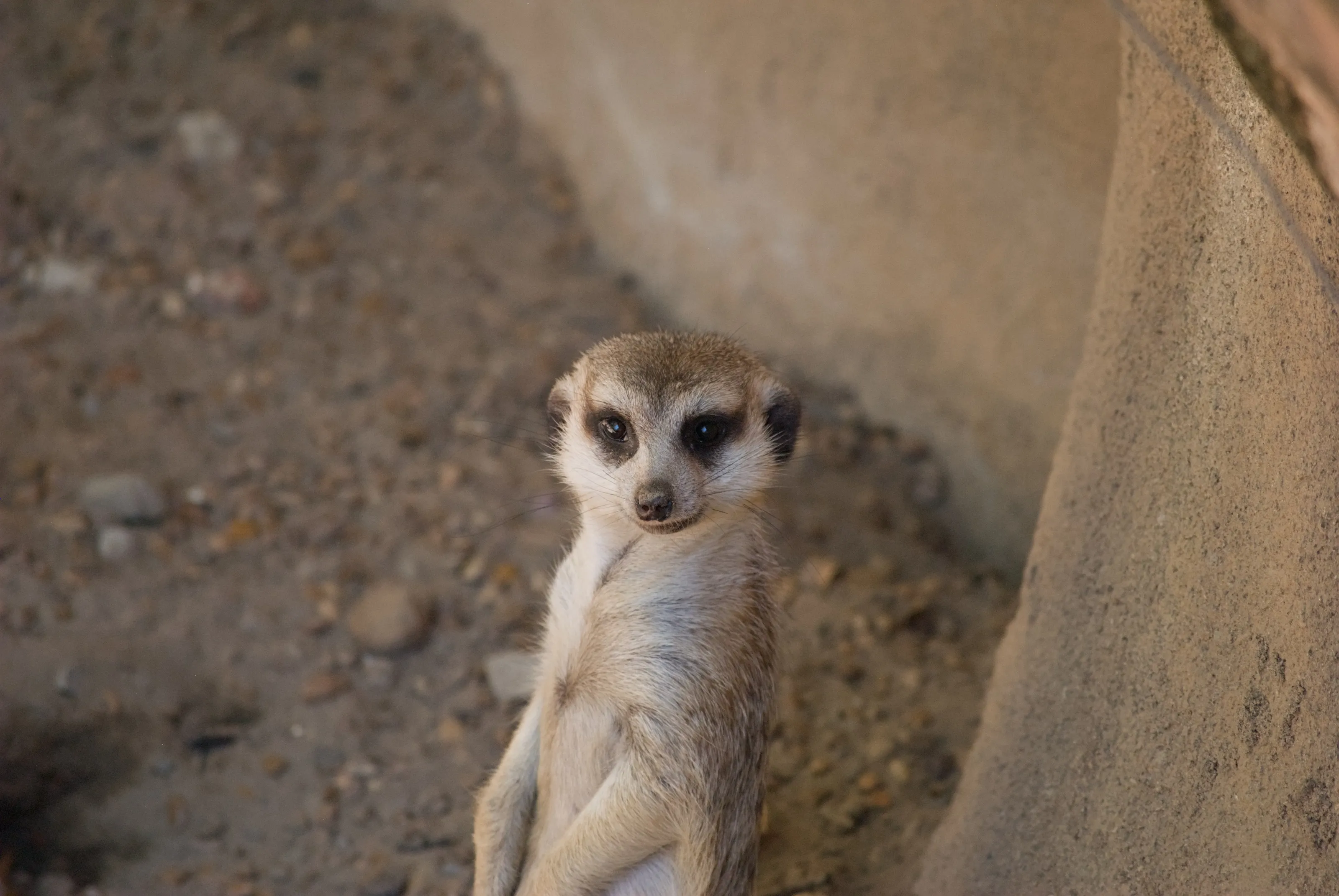 Little Guy