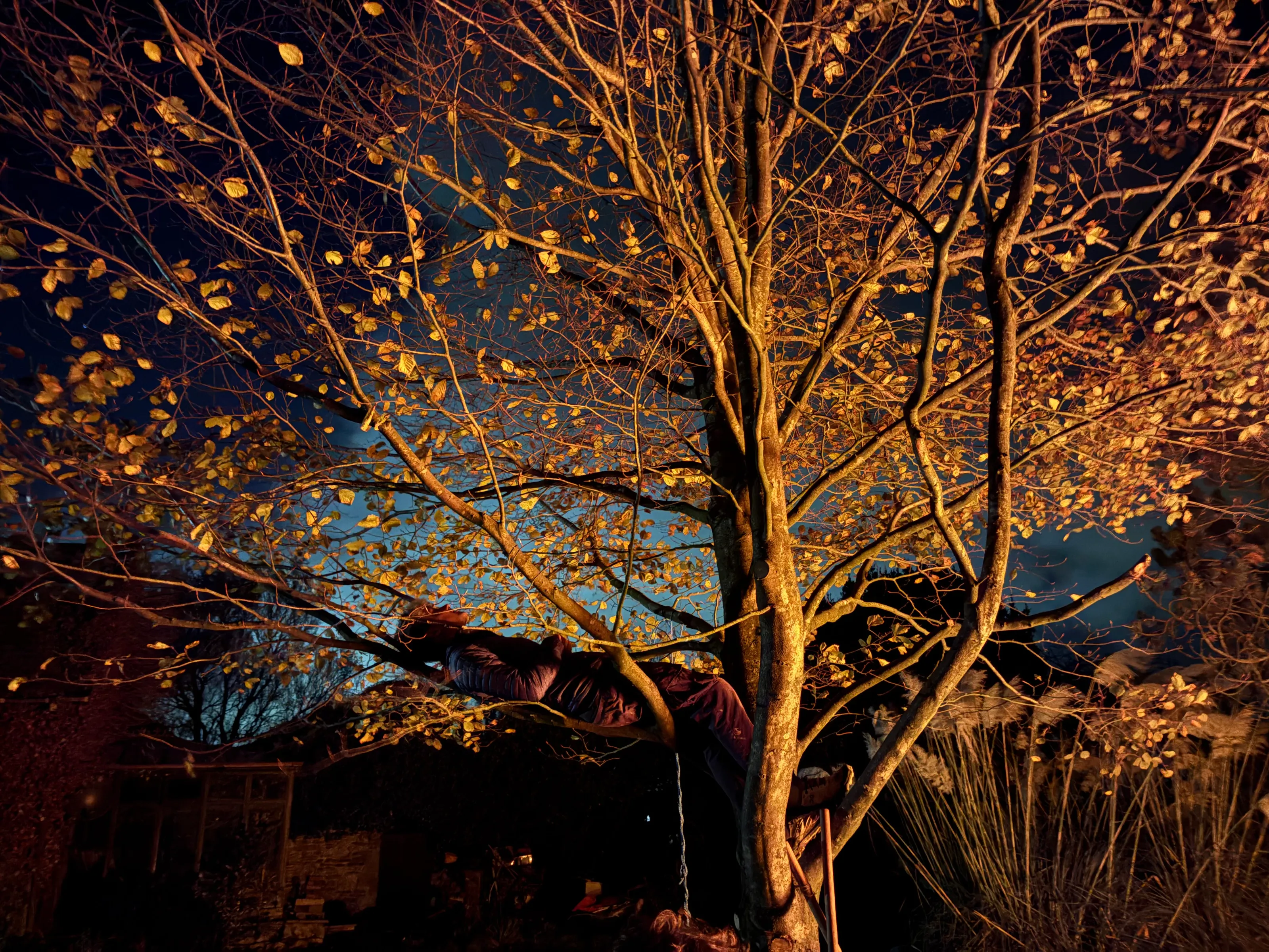 Tree of life