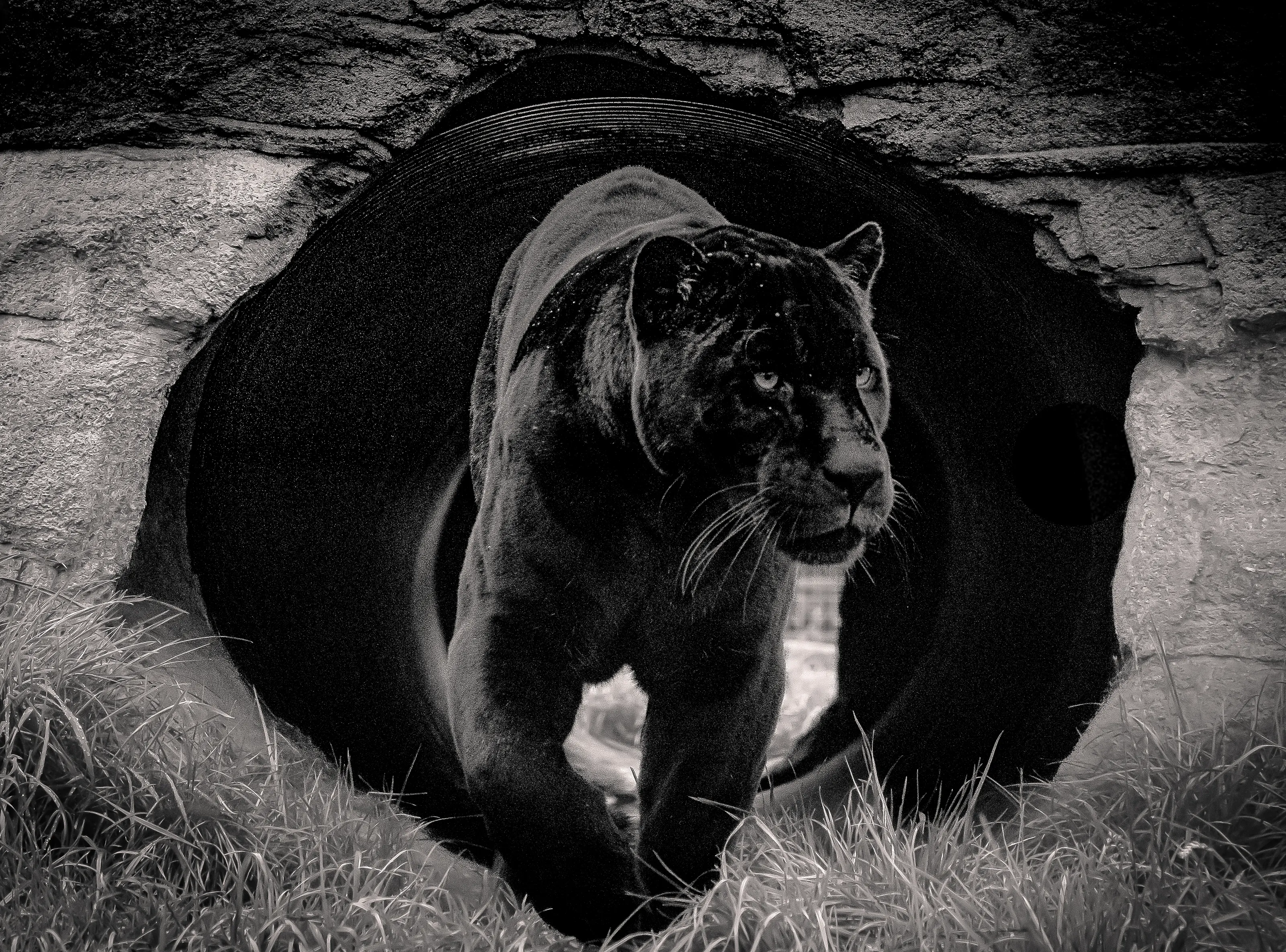 Black jaguar emerging