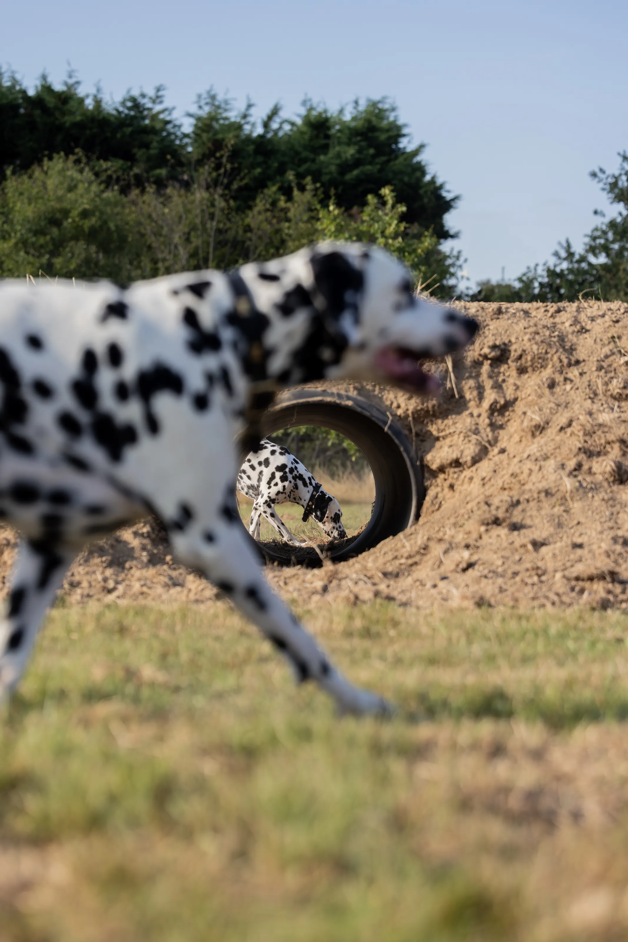 You sniff I run