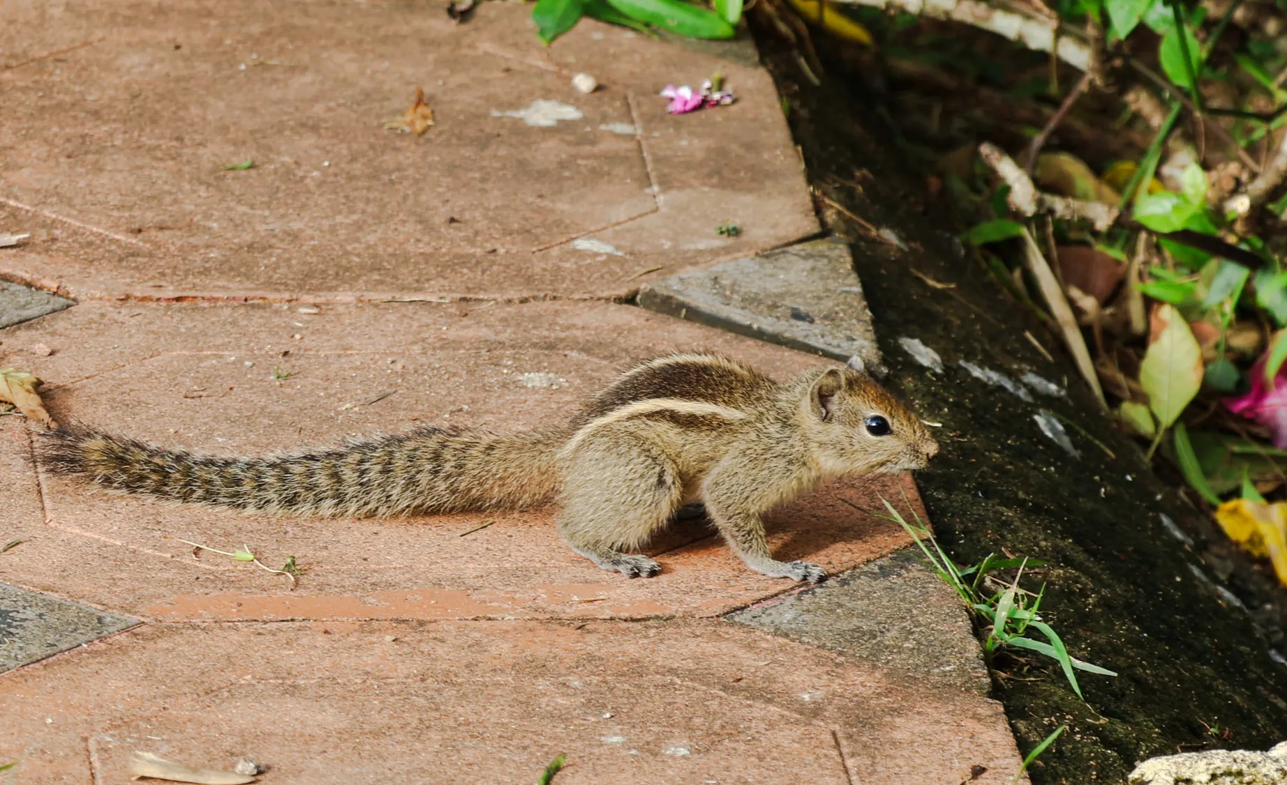 A Cute Squirrel