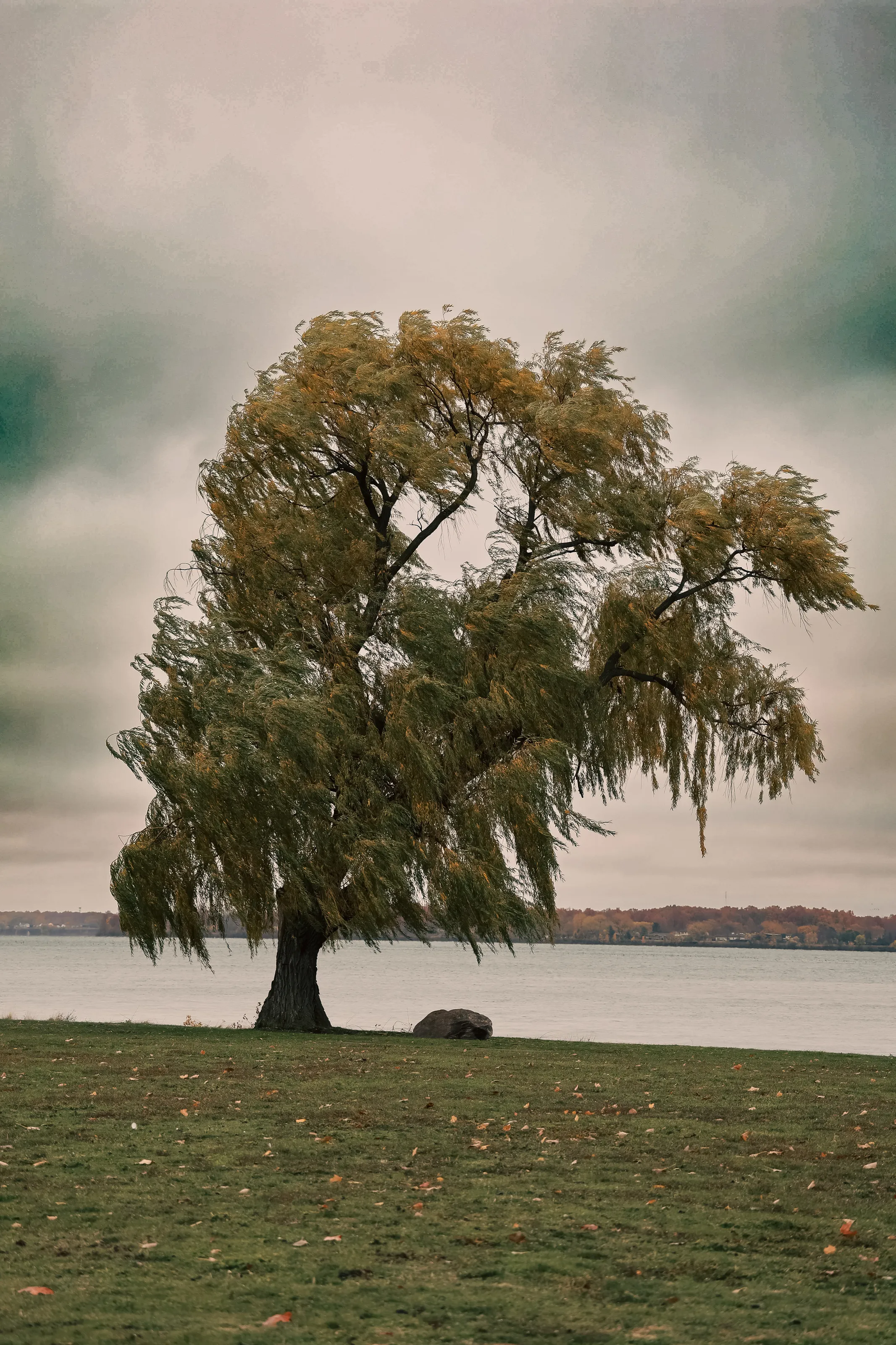 Willow in fall